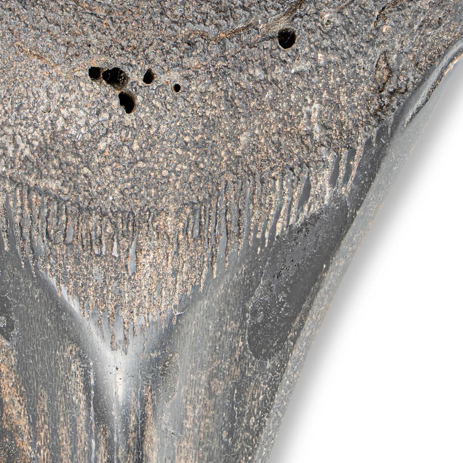 Megalodon Tooth - SOLD 4.31" Polished - Image 3
