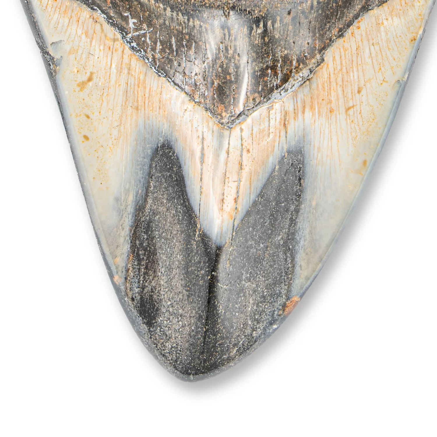 Megalodon Tooth - 4.33" Polished - Image 2