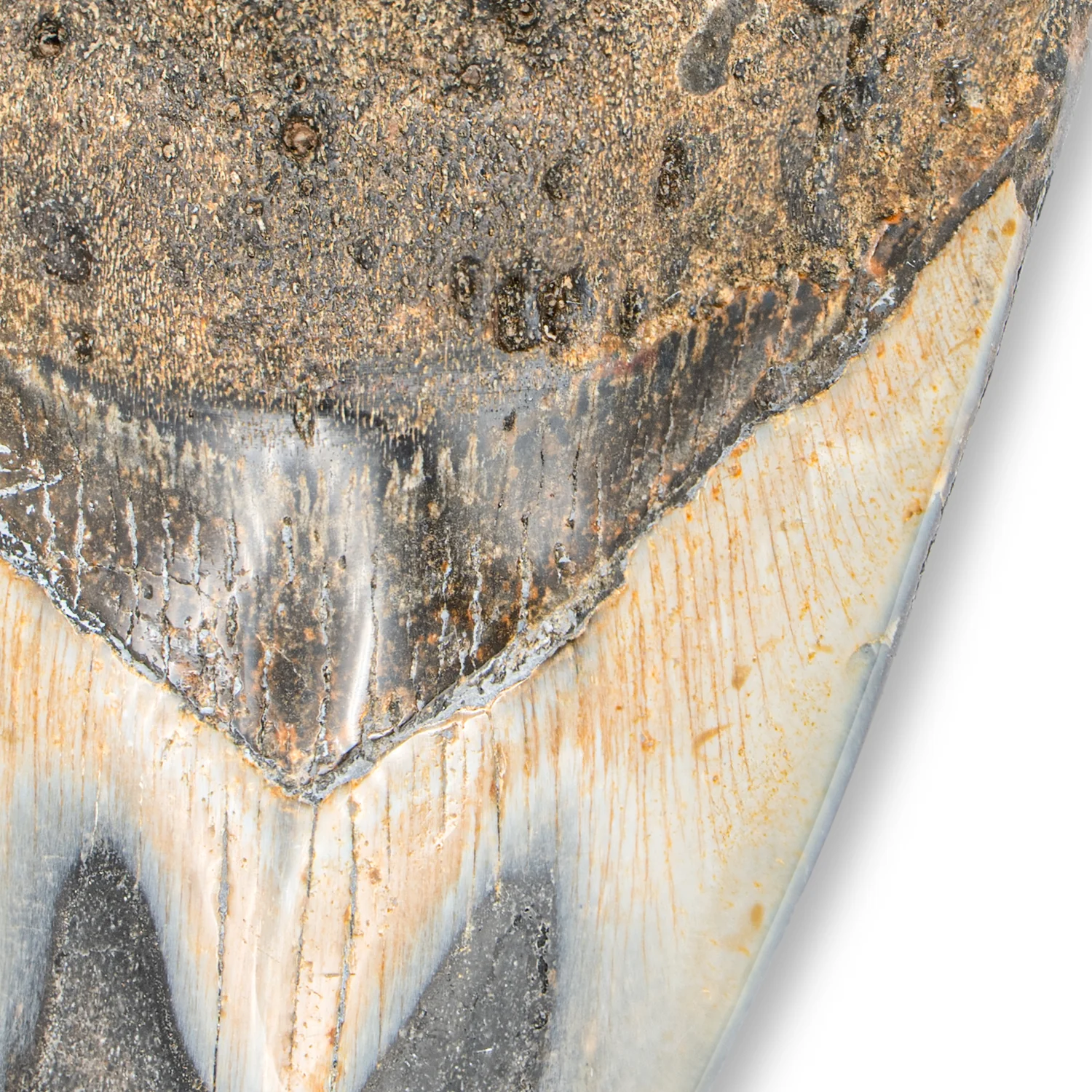 Megalodon Tooth - 4.33" Polished - Image 3