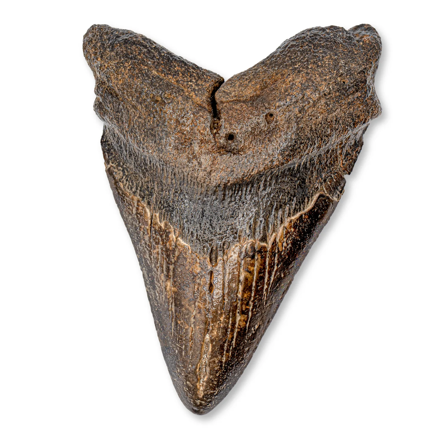 Megalodon Tooth - SOLD 4.50" Natural