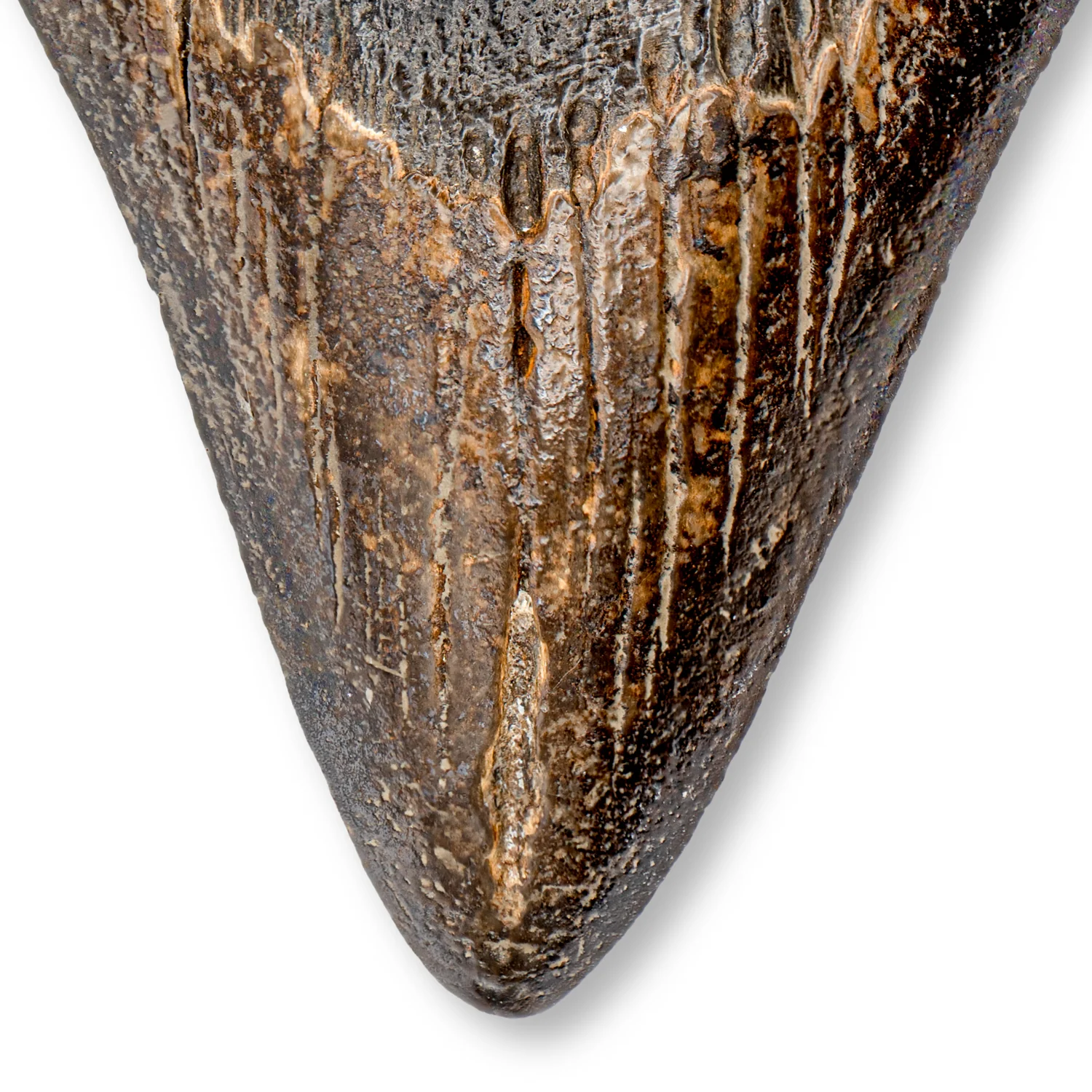 Megalodon Tooth - SOLD 4.50" Natural - Image 2