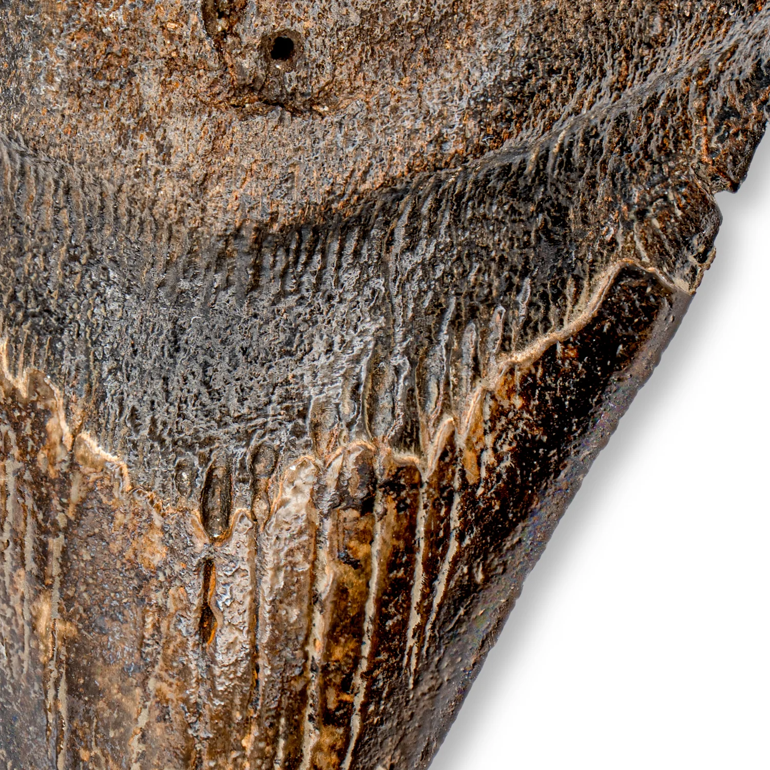 Megalodon Tooth - SOLD 4.50" Natural - Image 3