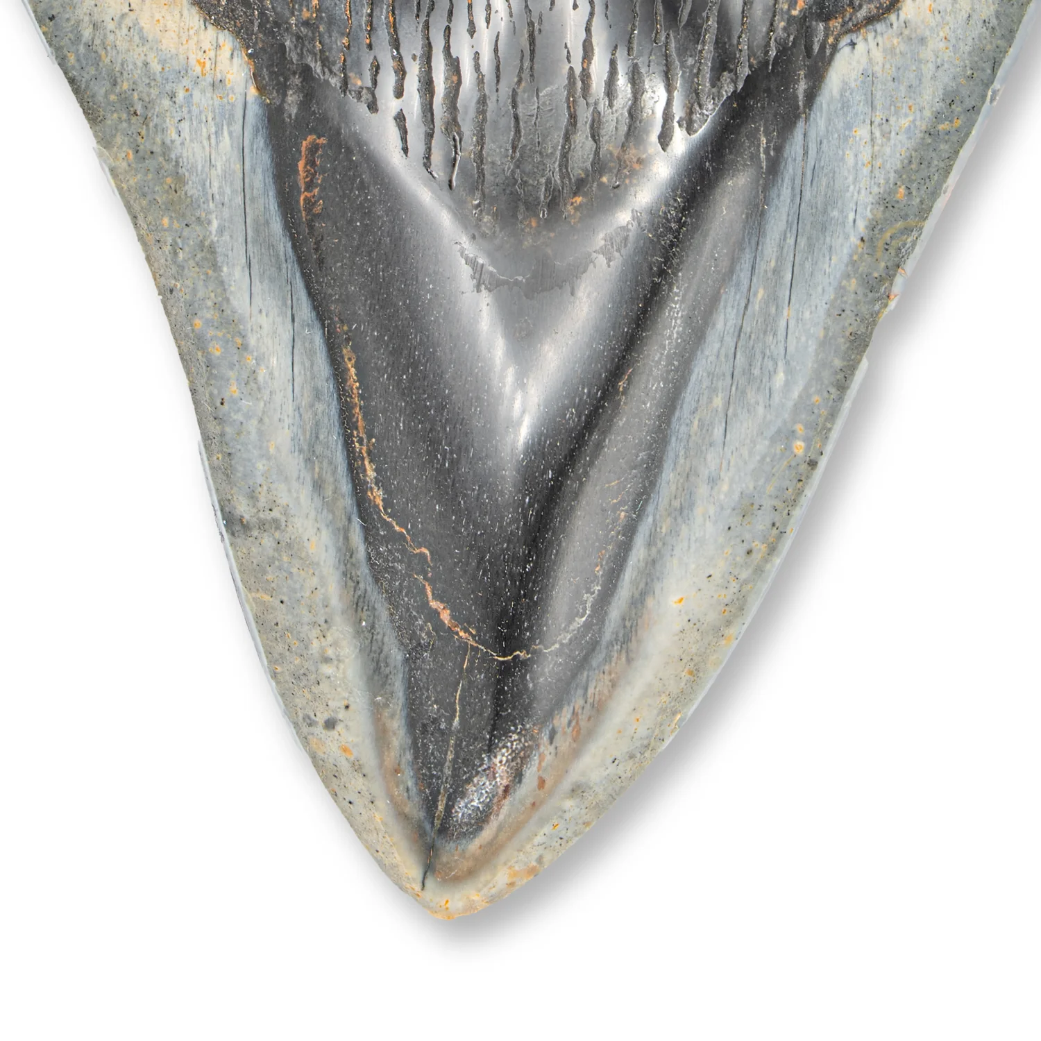 Megalodon Tooth - SOLD 4.55" Polished - Image 2
