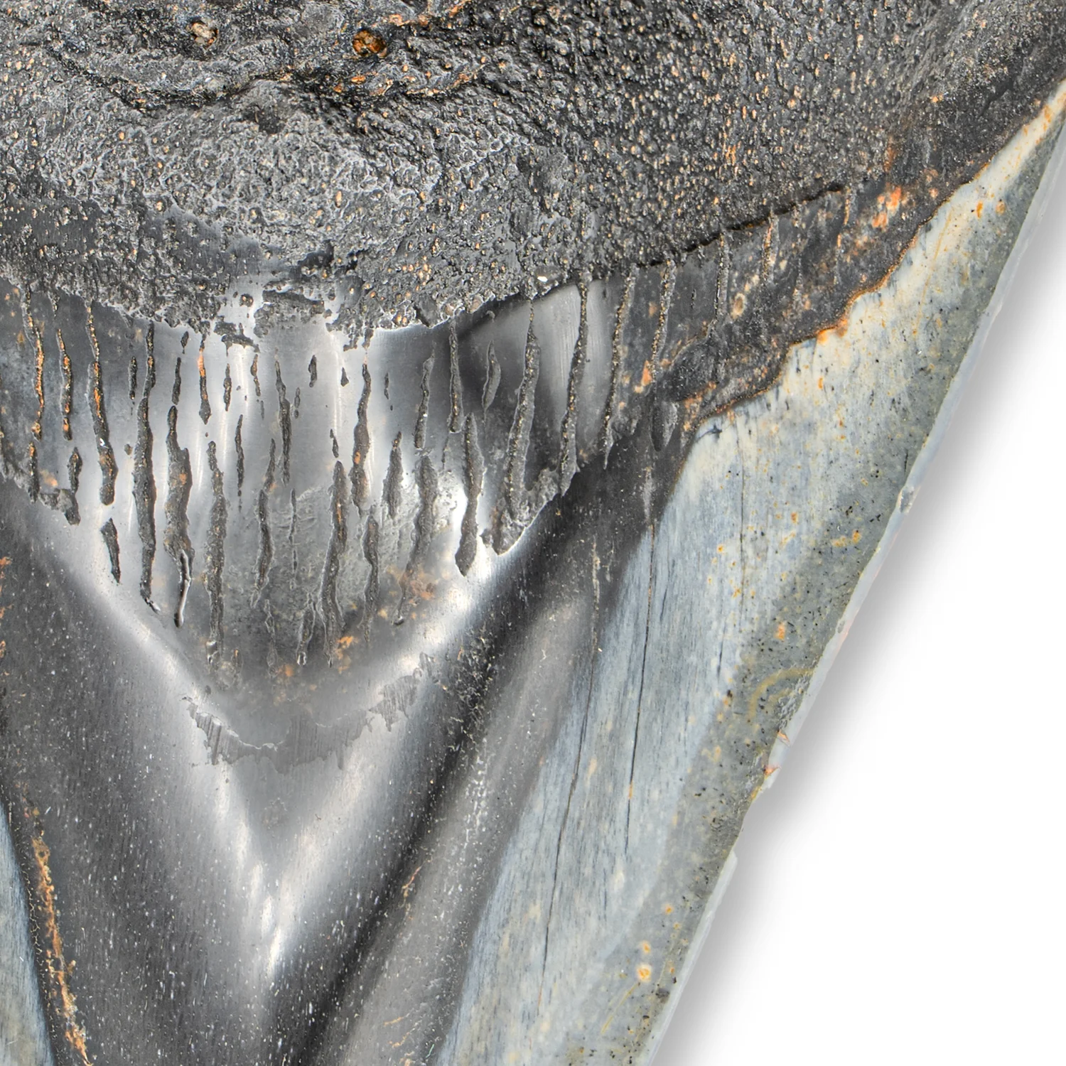 Megalodon Tooth - SOLD 4.55" Polished - Image 3