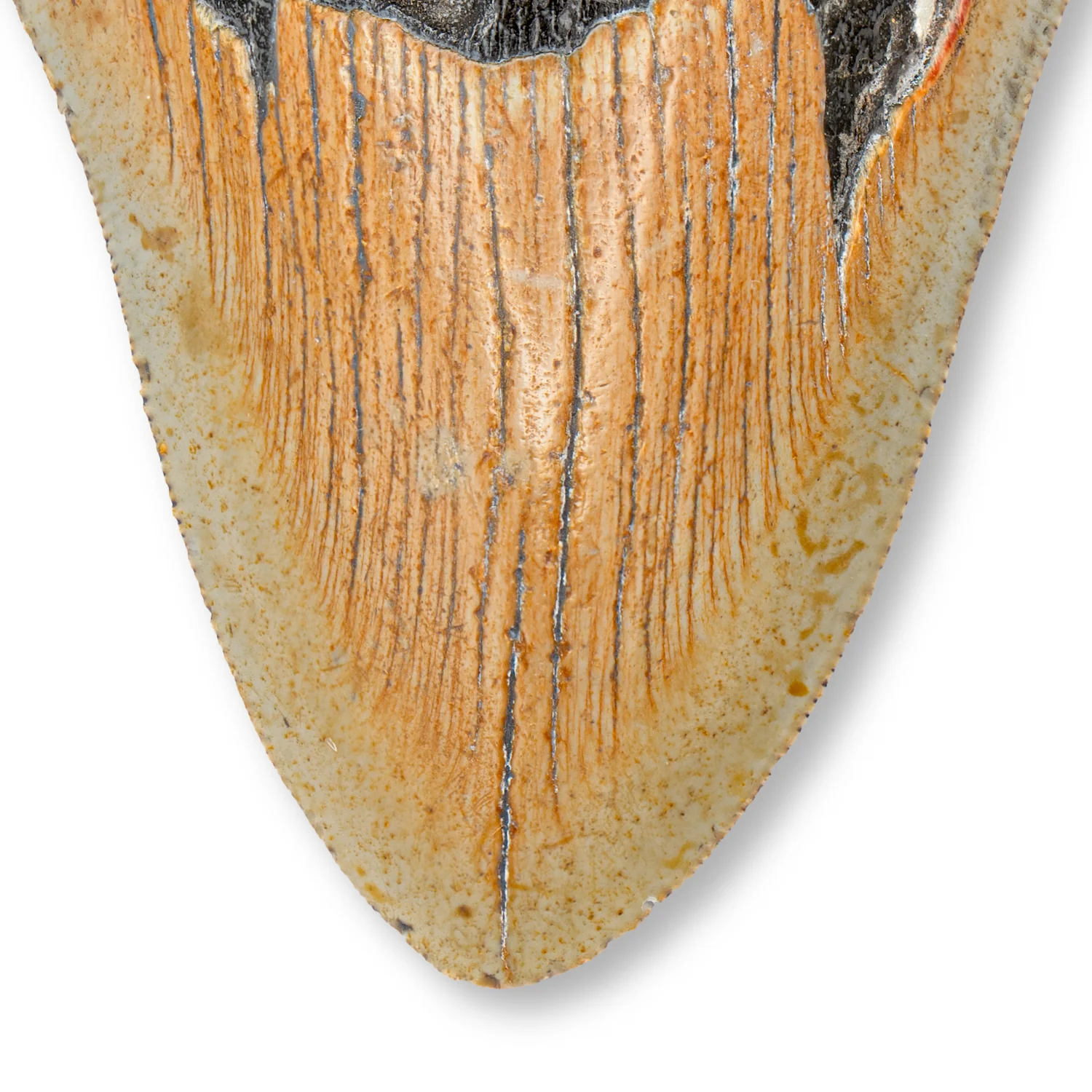 Megalodon Tooth - SOLD 4.67" Natural - Image 2