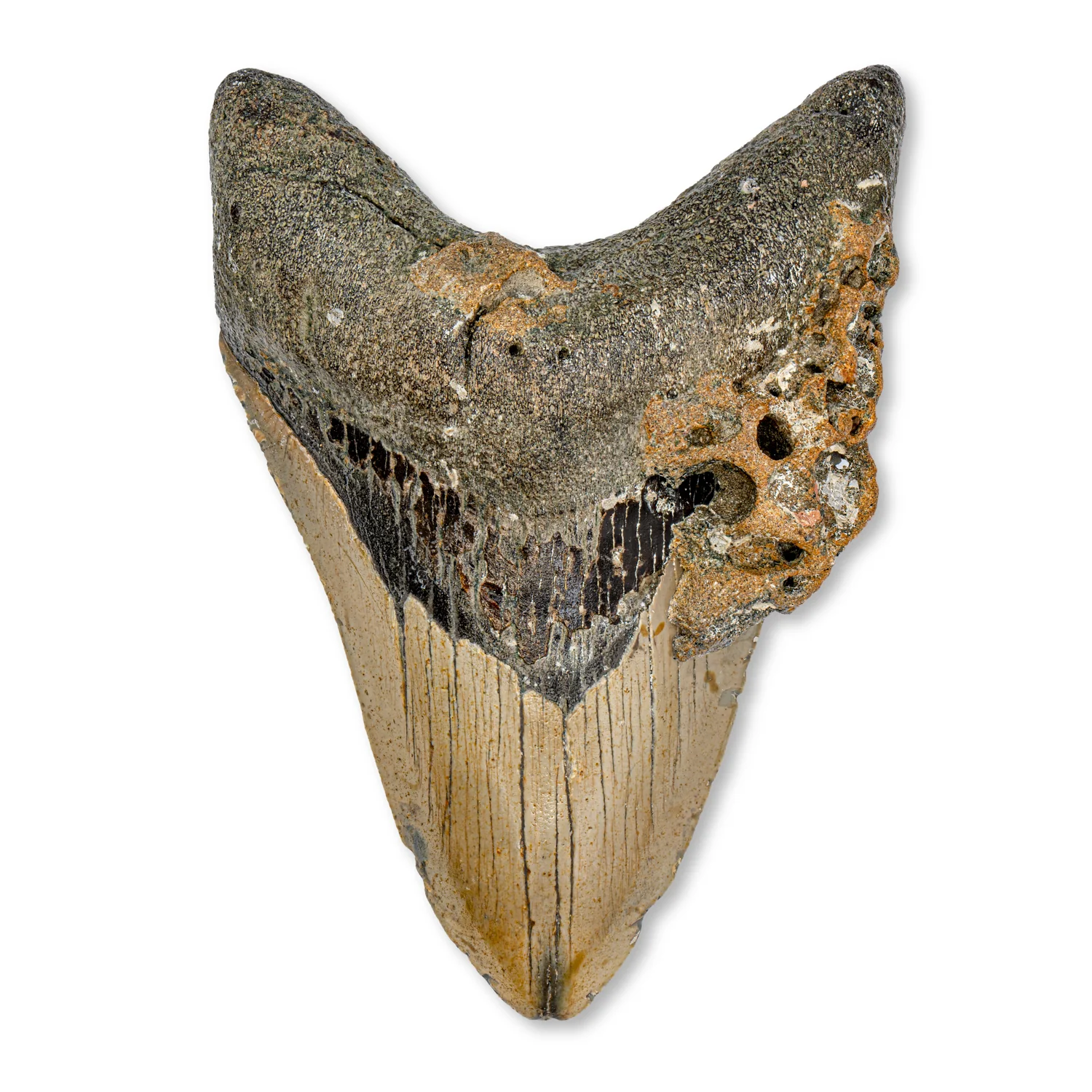 Megalodon Tooth - SOLD 4.98" Natural