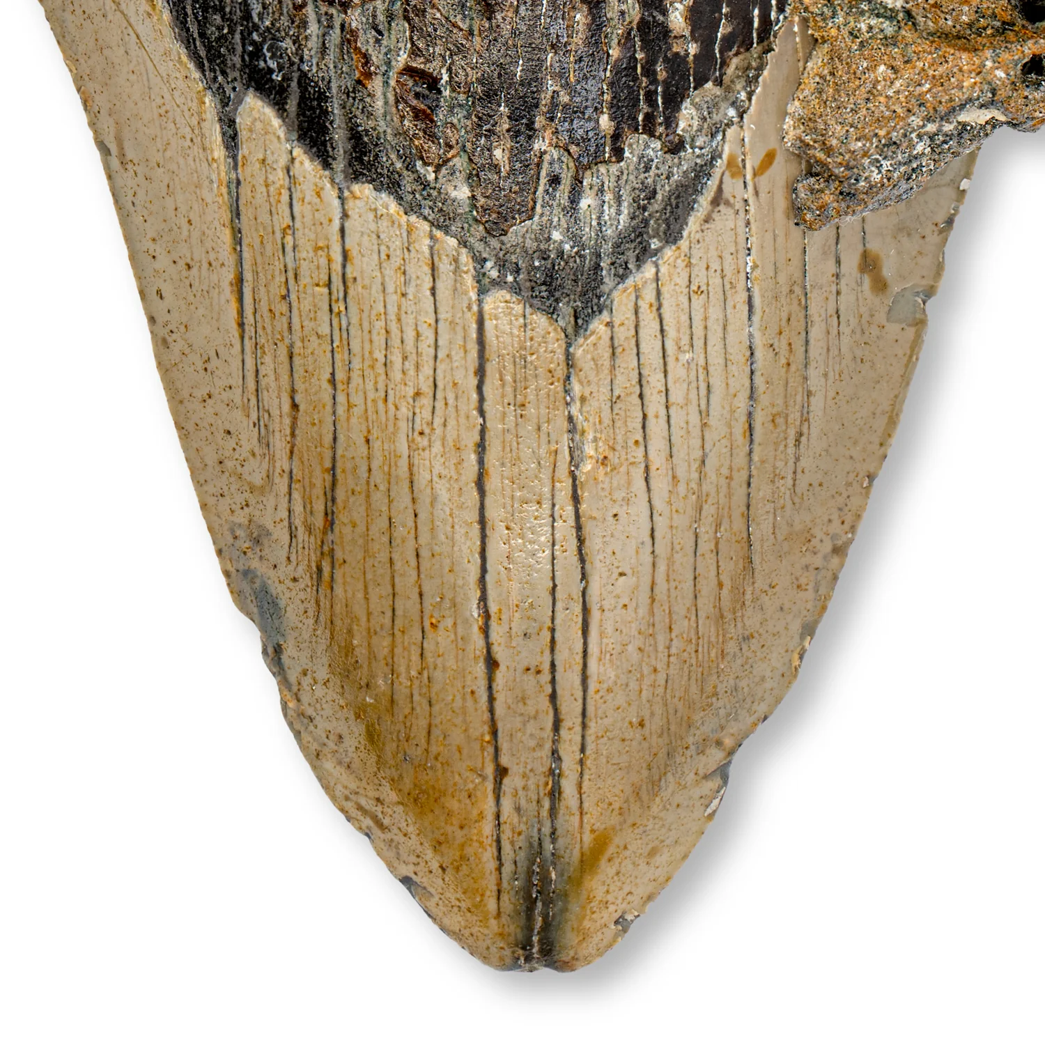 Megalodon Tooth - SOLD 4.98" Natural - Image 2