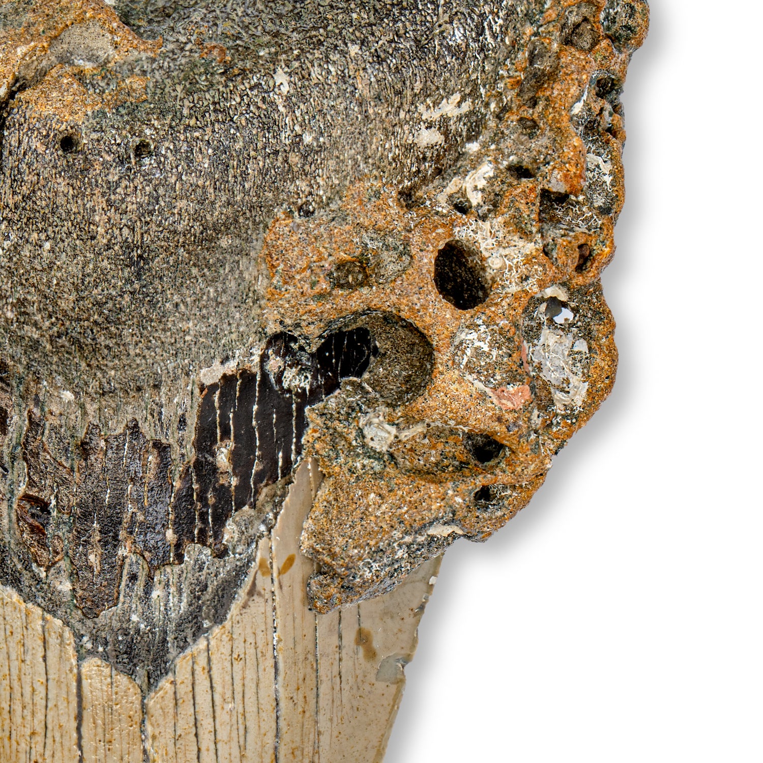 Megalodon Tooth - SOLD 4.98" Natural - Image 3