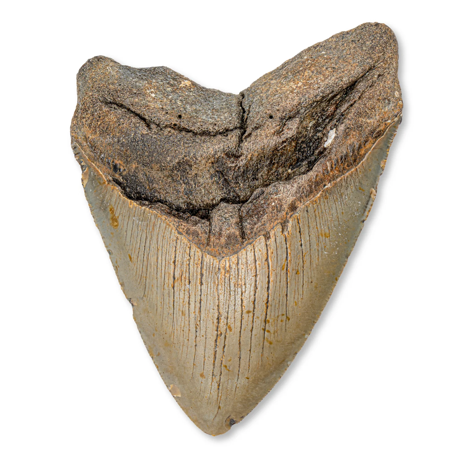 Megalodon Tooth - SOLD 5.08" Natural
