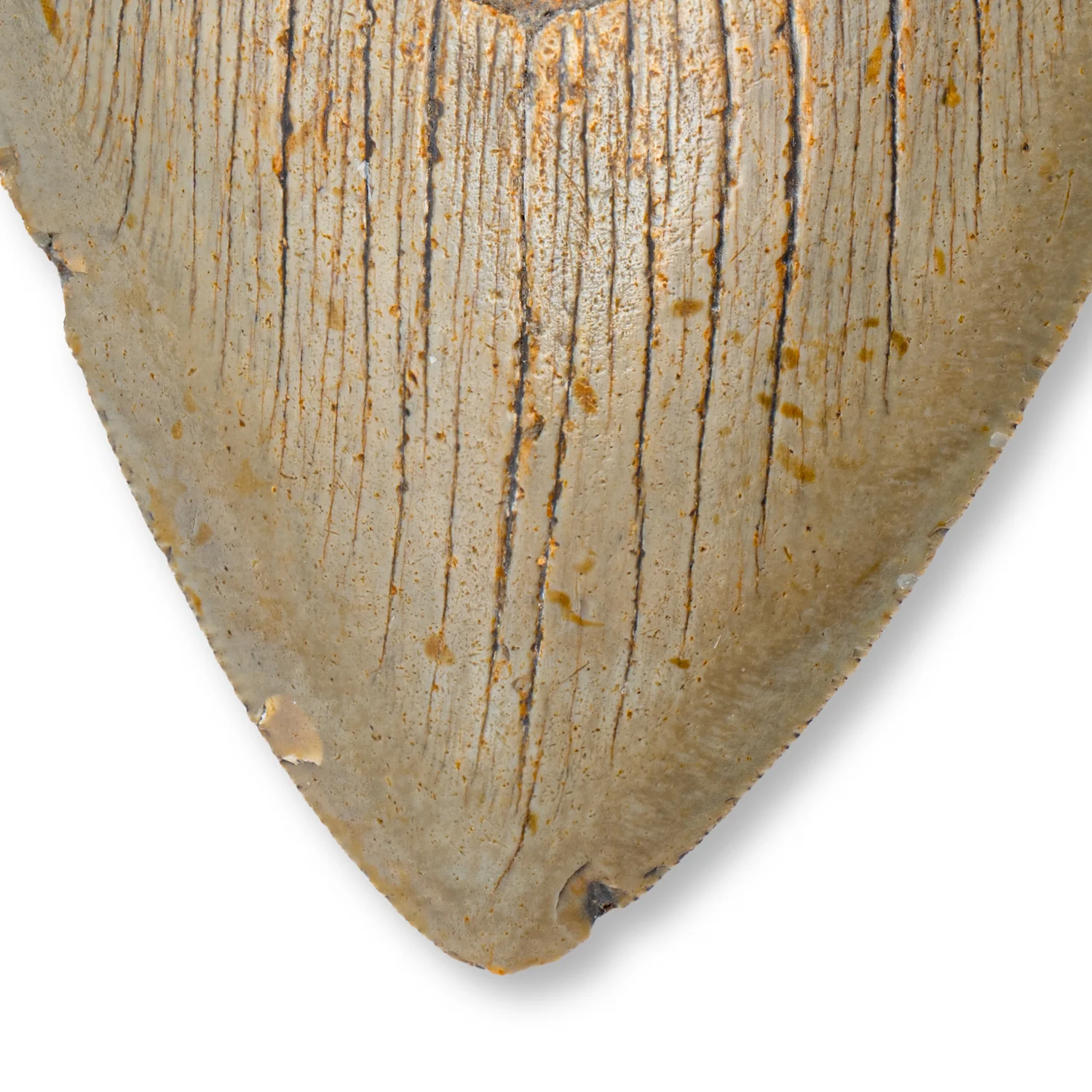 Megalodon Tooth - SOLD 5.08" Natural - Image 2