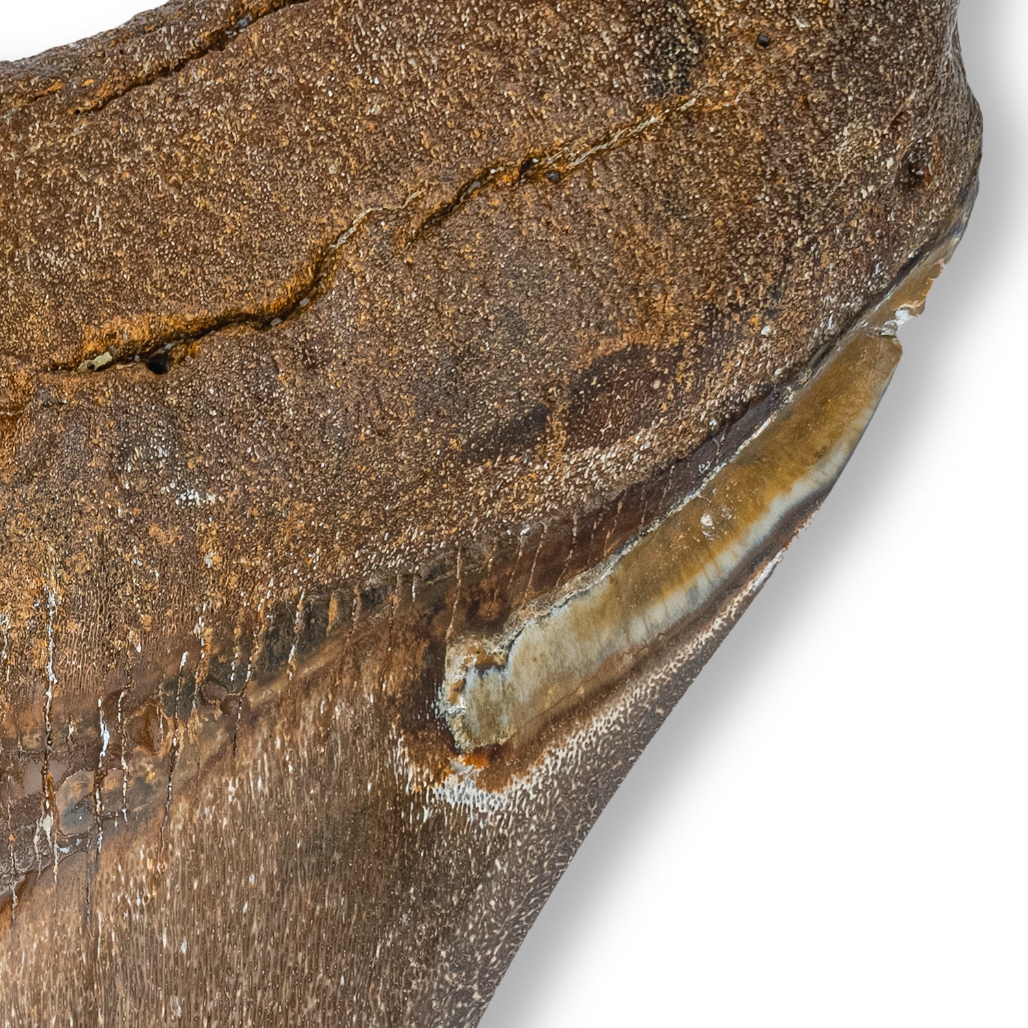 Megalodon Tooth - SOLD 5.16" Polished - Image 2