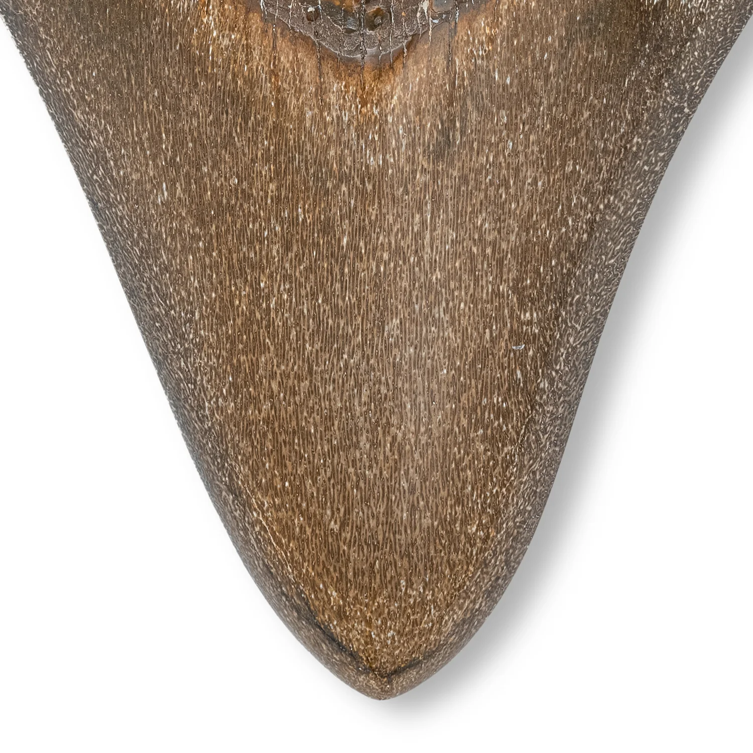 Megalodon Tooth - SOLD 5.16" Polished - Image 3