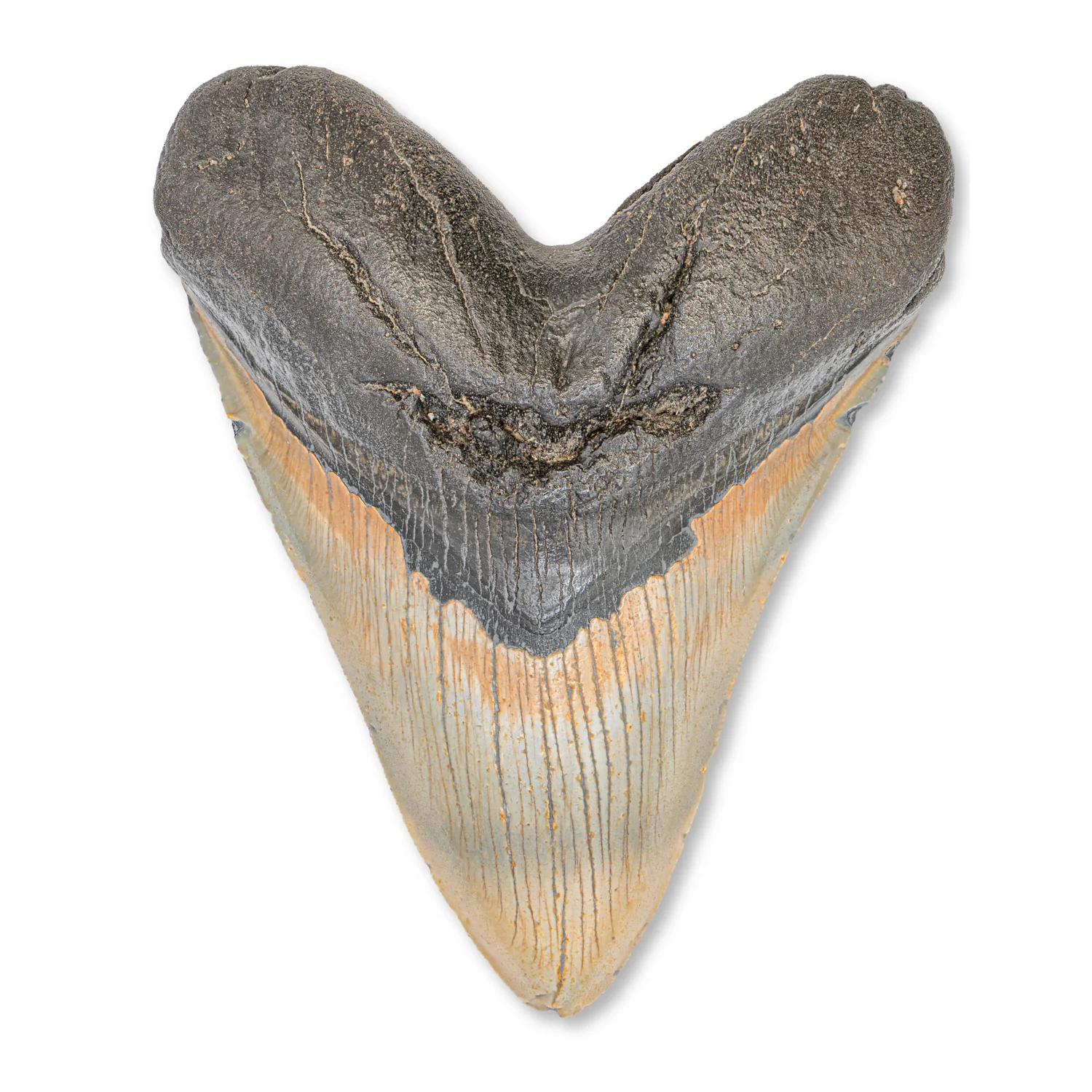 Megalodon Tooth - SOLD 5.19" Natural