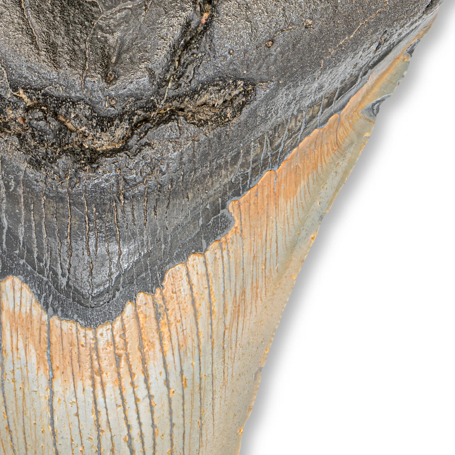 Megalodon Tooth - SOLD 5.19" Natural - Image 2