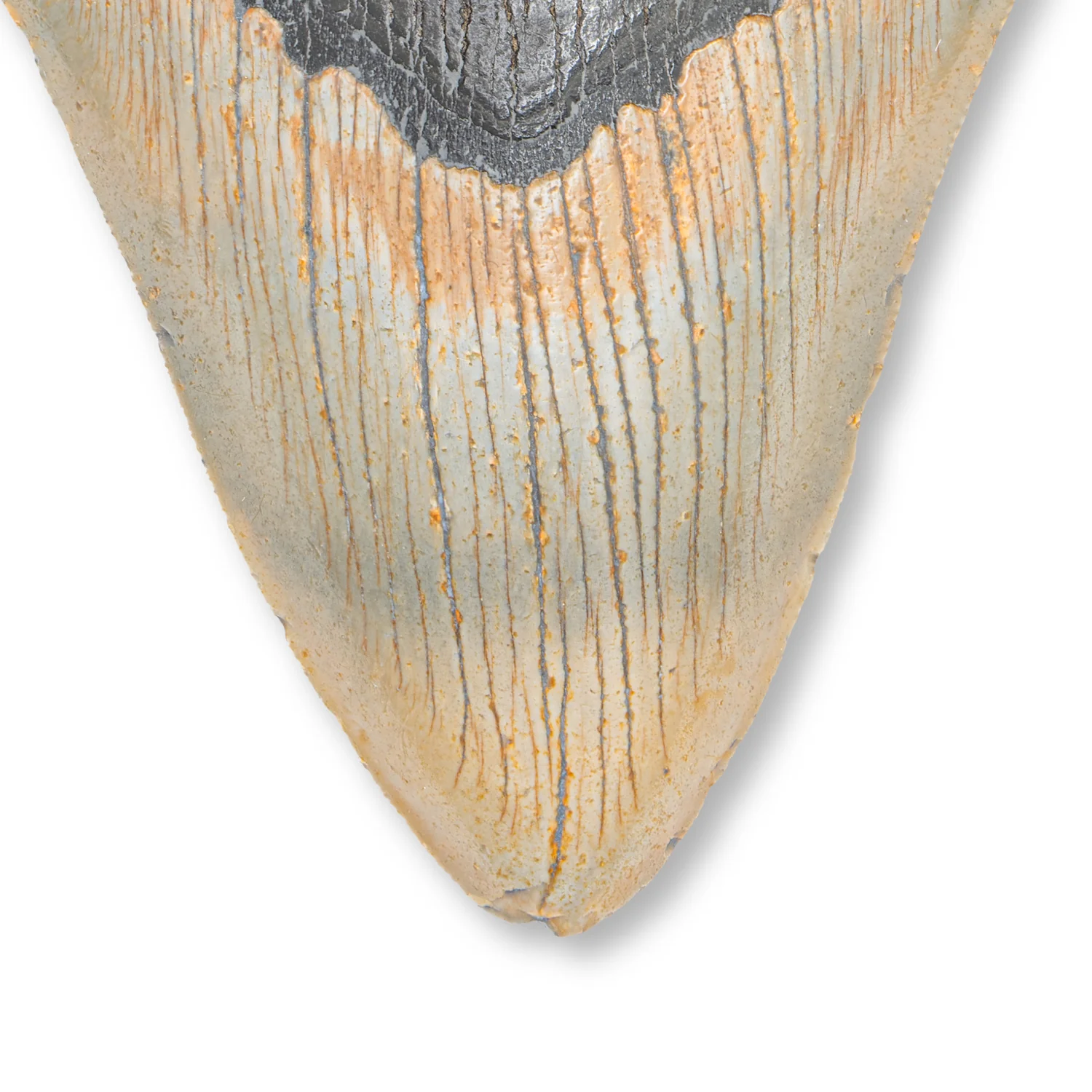Megalodon Tooth - SOLD 5.19" Natural - Image 3