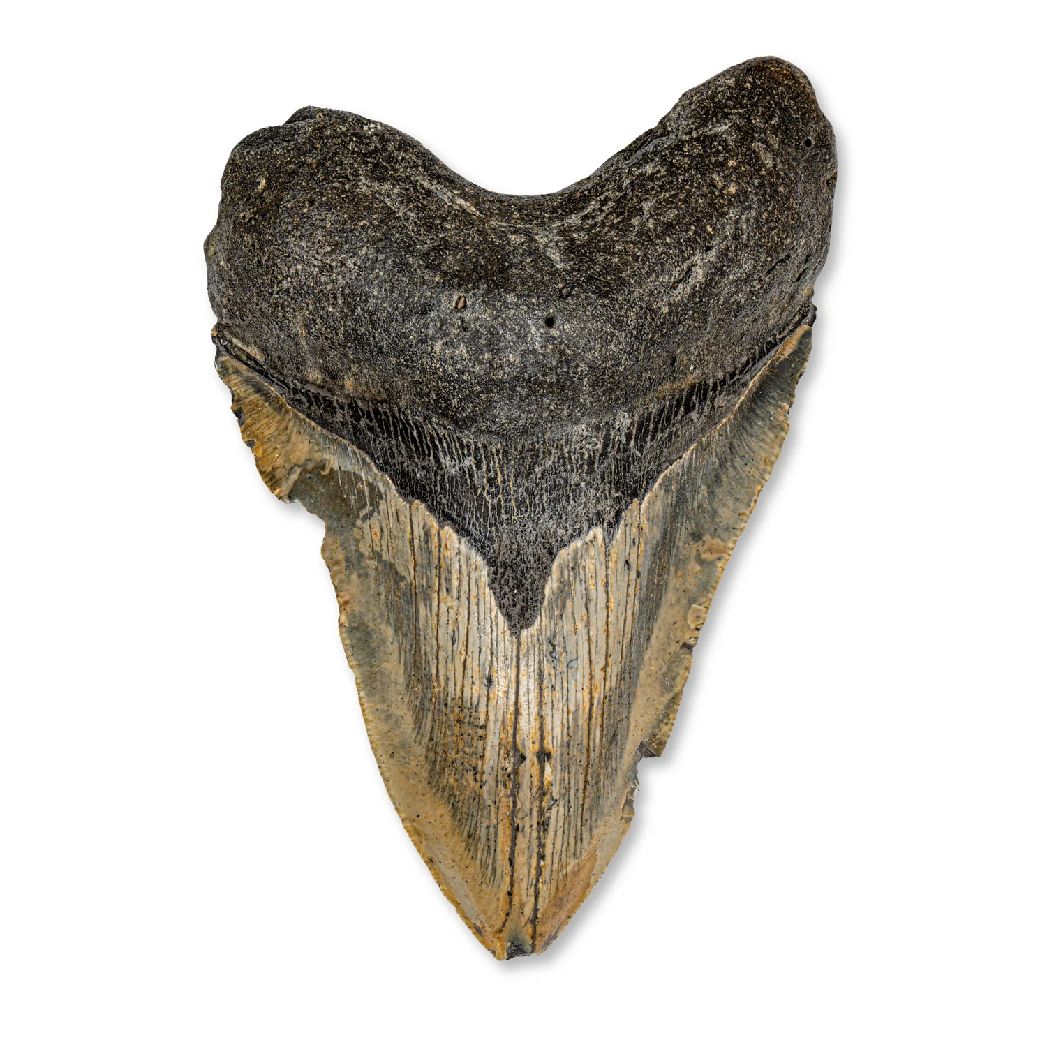 Megalodon Tooth - SOLD 5.21" Natural