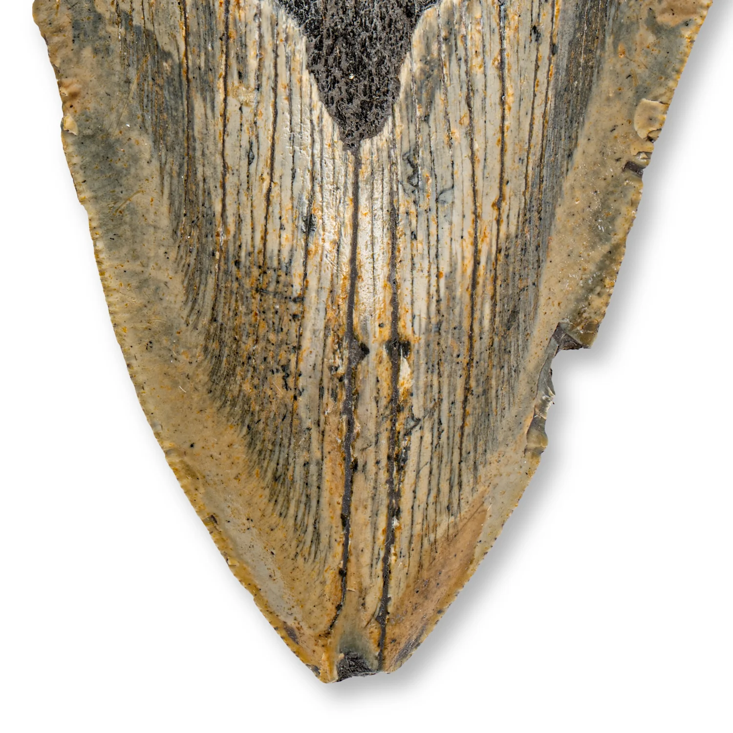 Megalodon Tooth - SOLD 5.21" Natural - Image 2