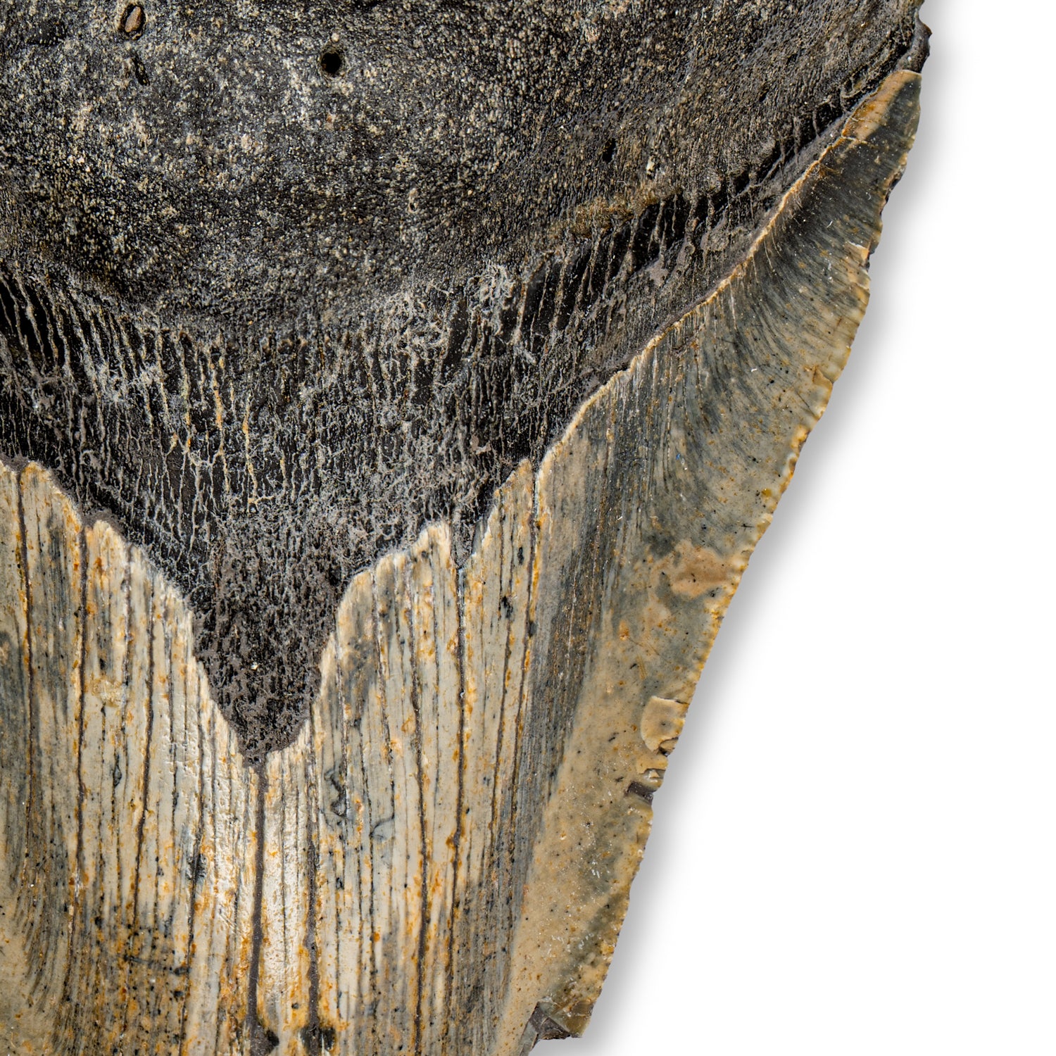 Megalodon Tooth - SOLD 5.21" Natural - Image 3