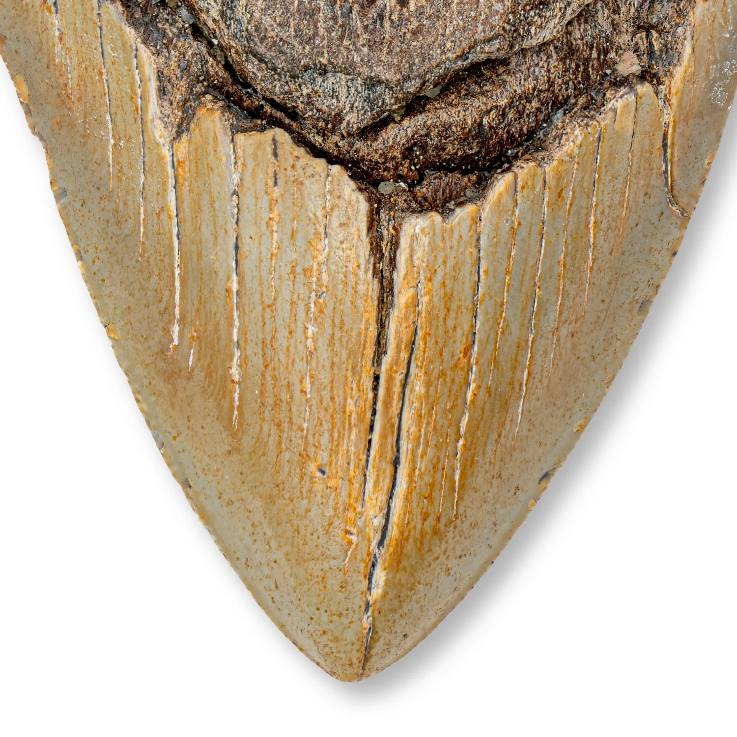 Megalodon Tooth - SOLD 5.24" Natural - Image 2