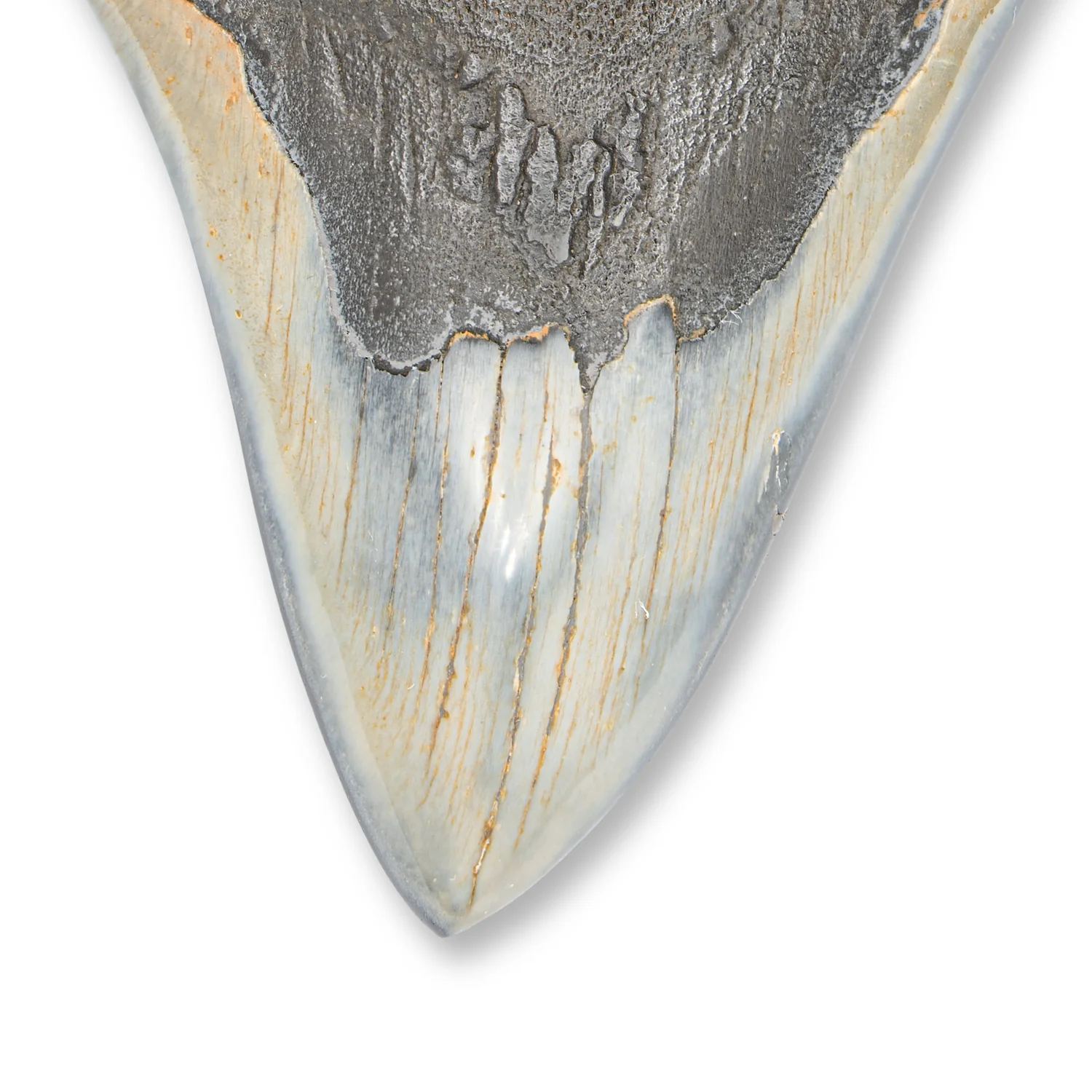 Megalodon Tooth - SOLD 4.52" Polished - Image 2