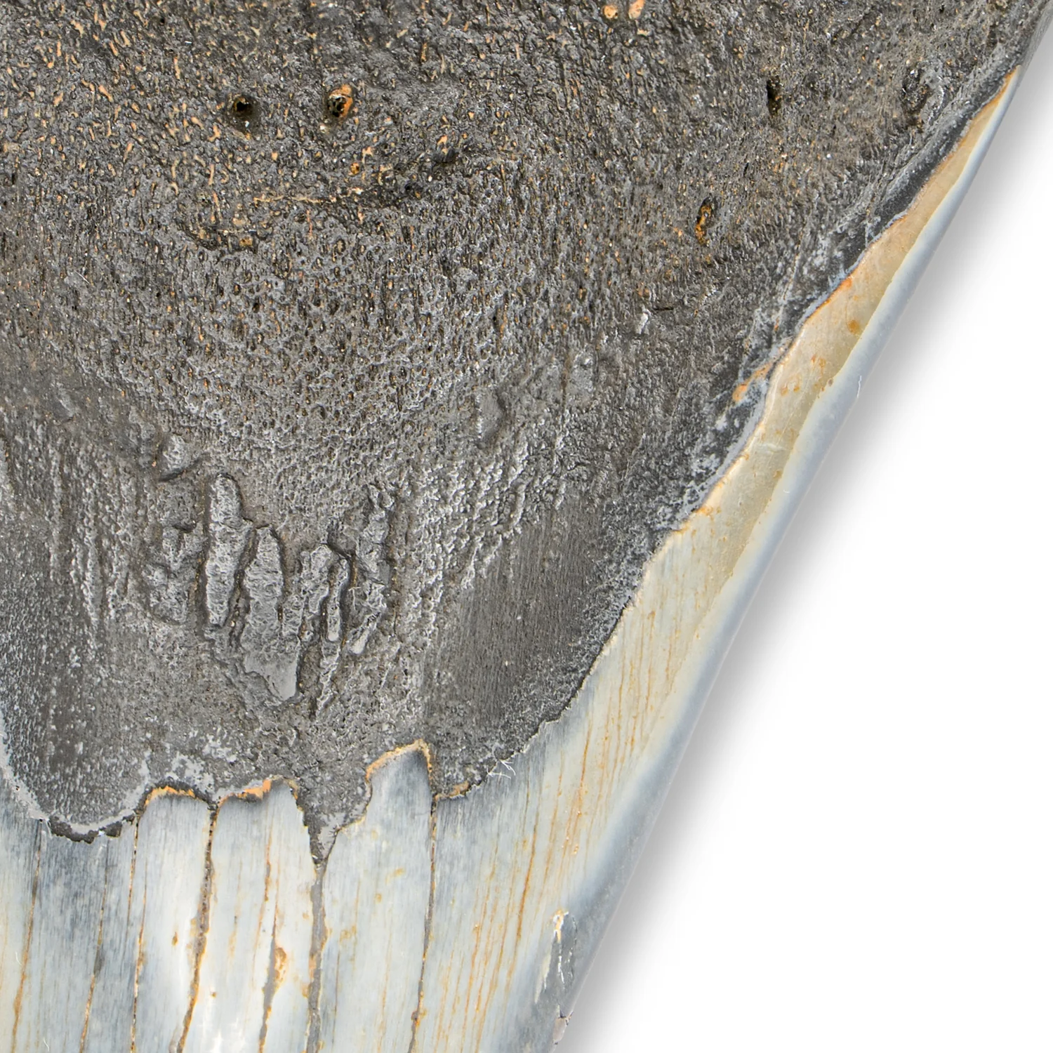 Megalodon Tooth - SOLD 4.52" Polished - Image 3