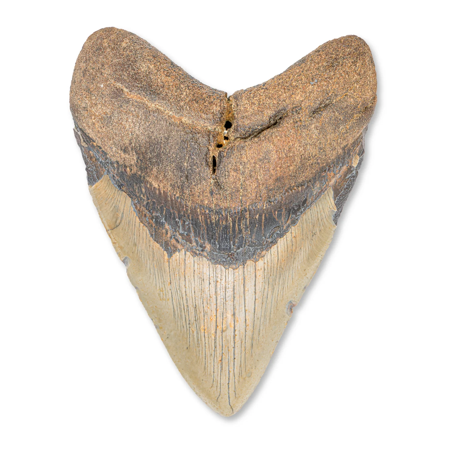 Megalodon Tooth - SOLD 5.44" Natural