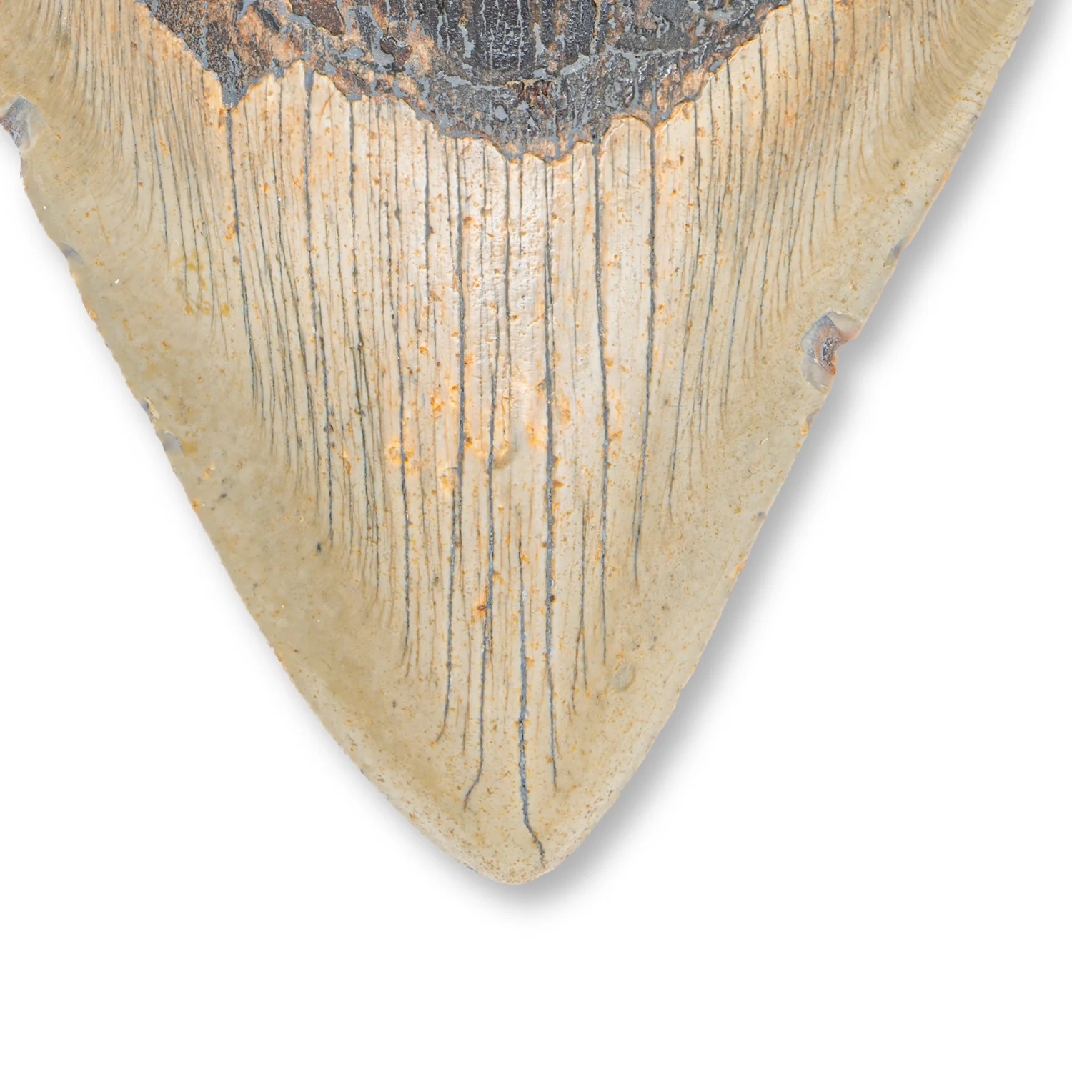Megalodon Tooth - SOLD 5.44" Natural - Image 2