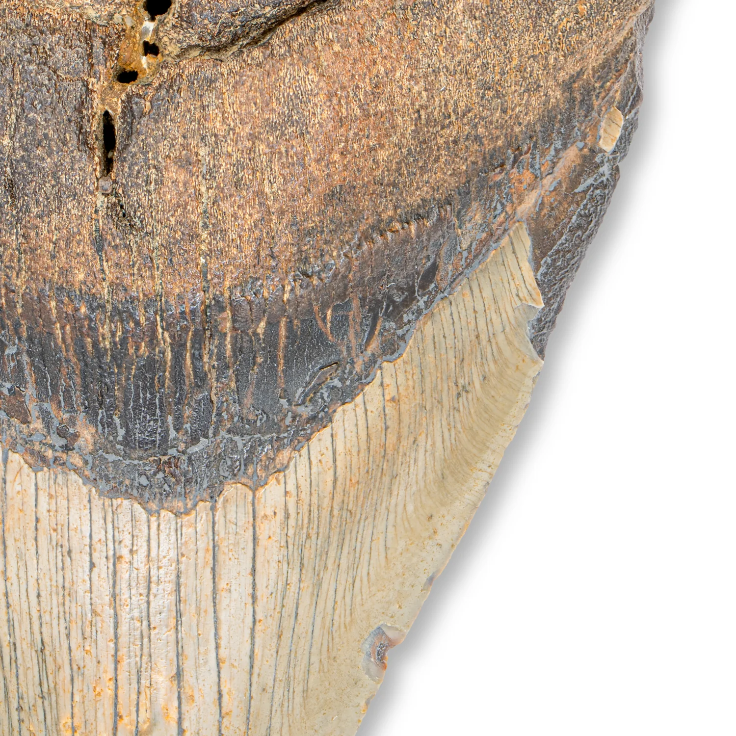 Megalodon Tooth - SOLD 5.44" Natural - Image 3