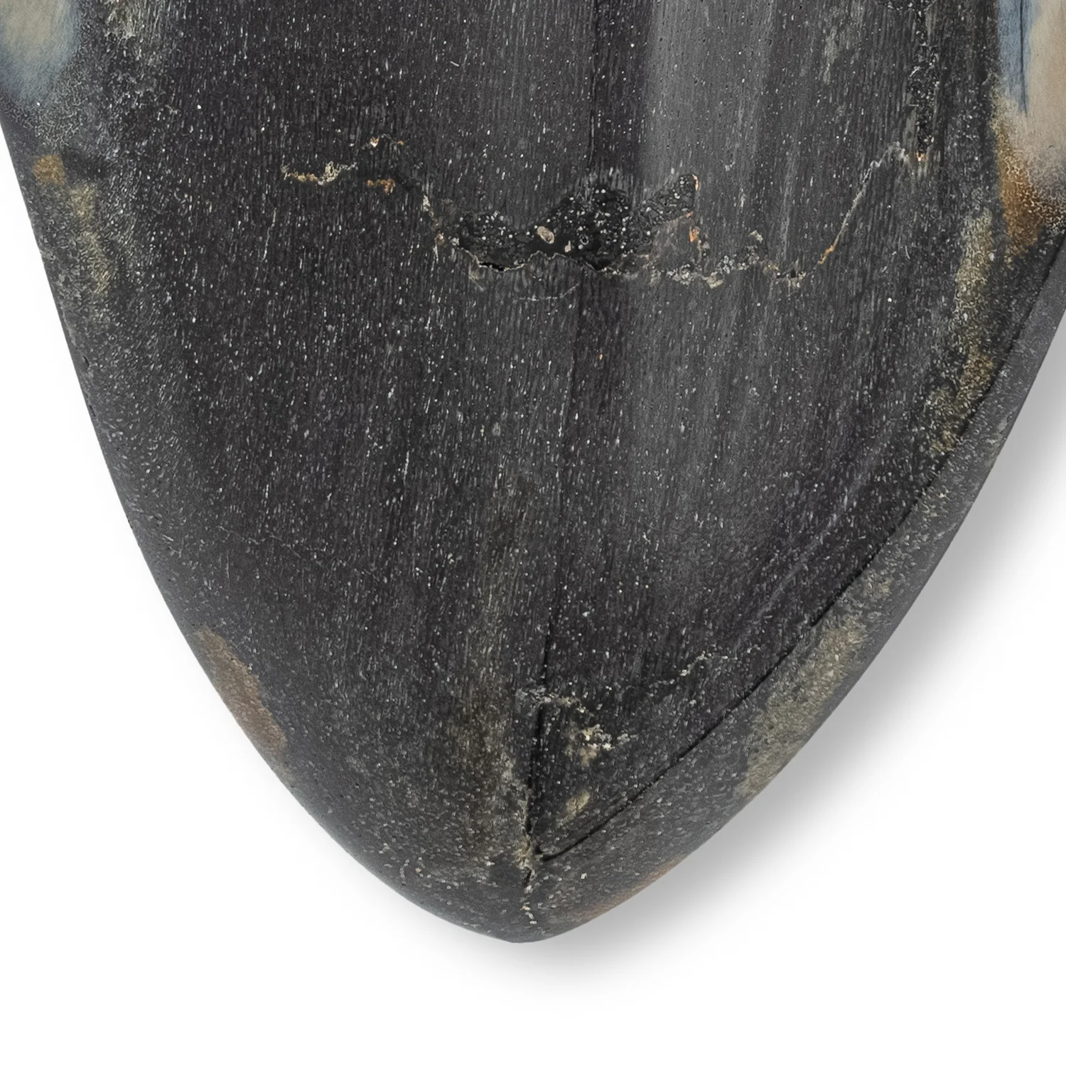 Megalodon Tooth - SOLD 5.47" Polished - Image 2
