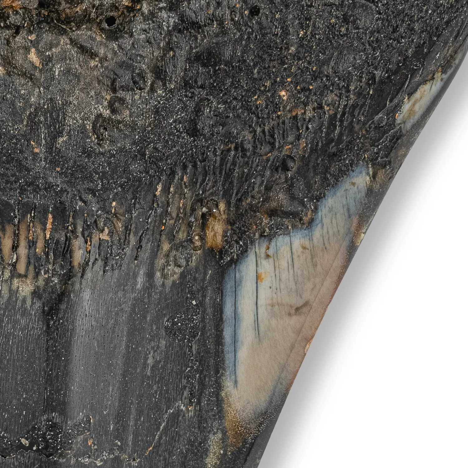 Megalodon Tooth - SOLD 5.47" Polished - Image 3