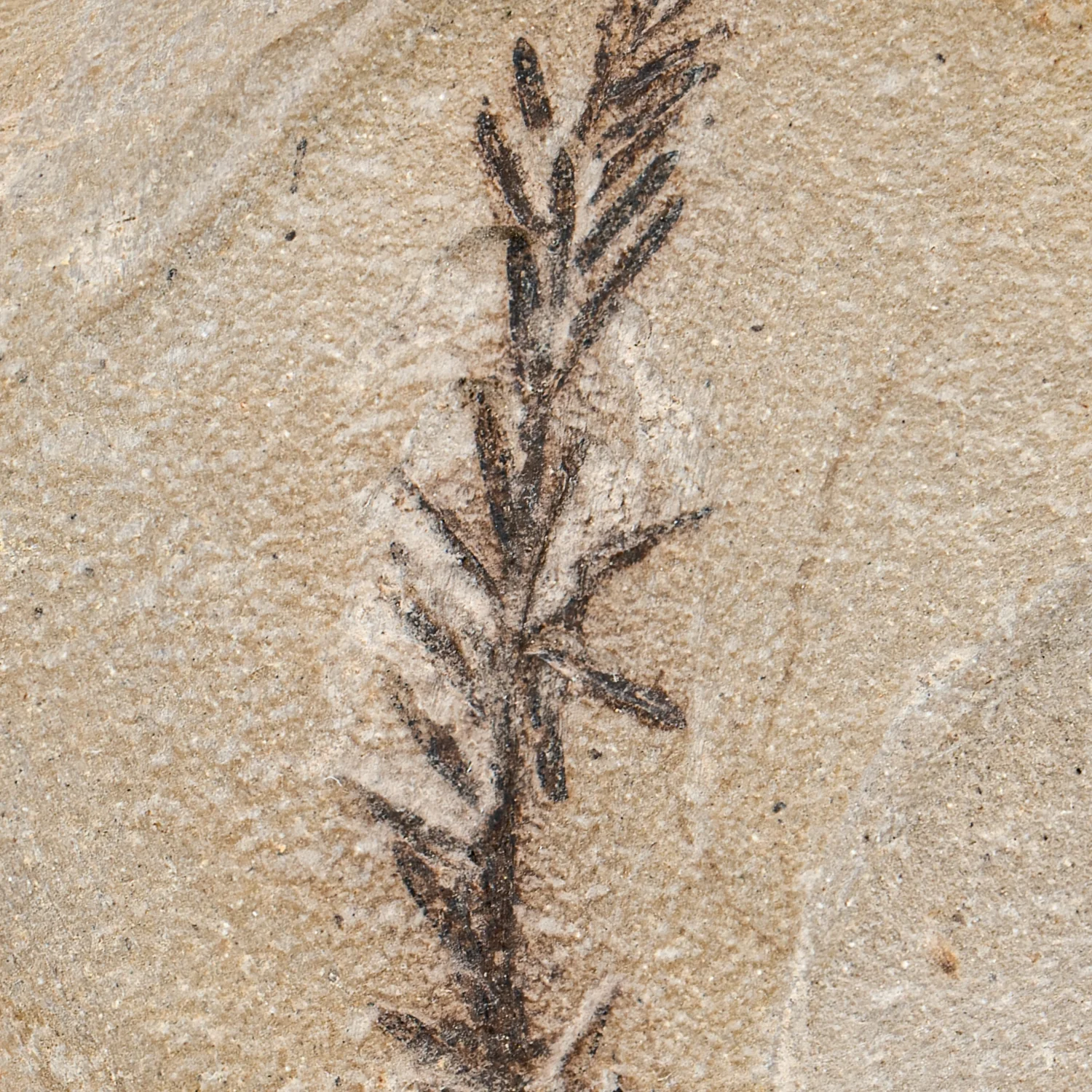 Metasequoia Frond - Image 3