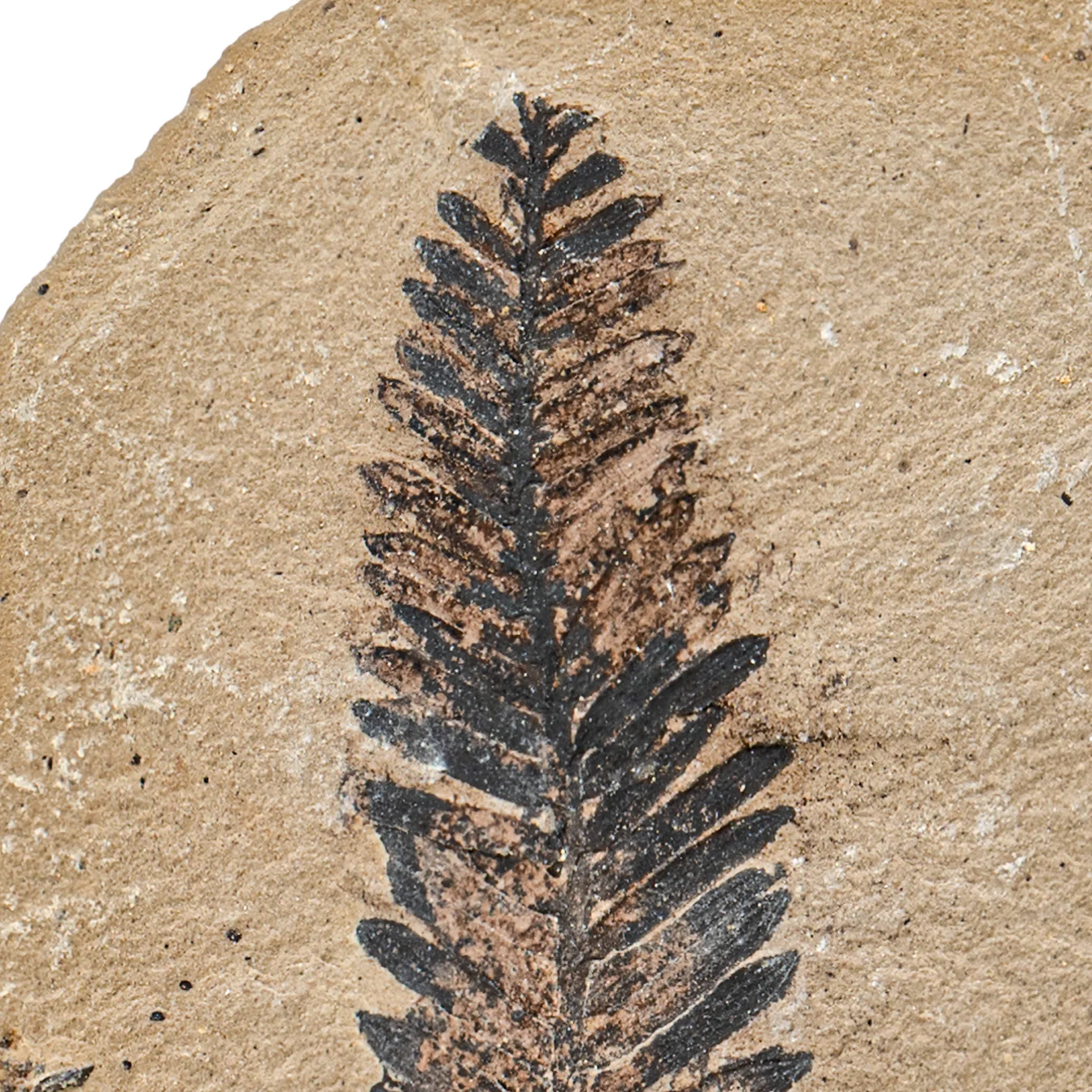 Metasequoia Frond - Image 6