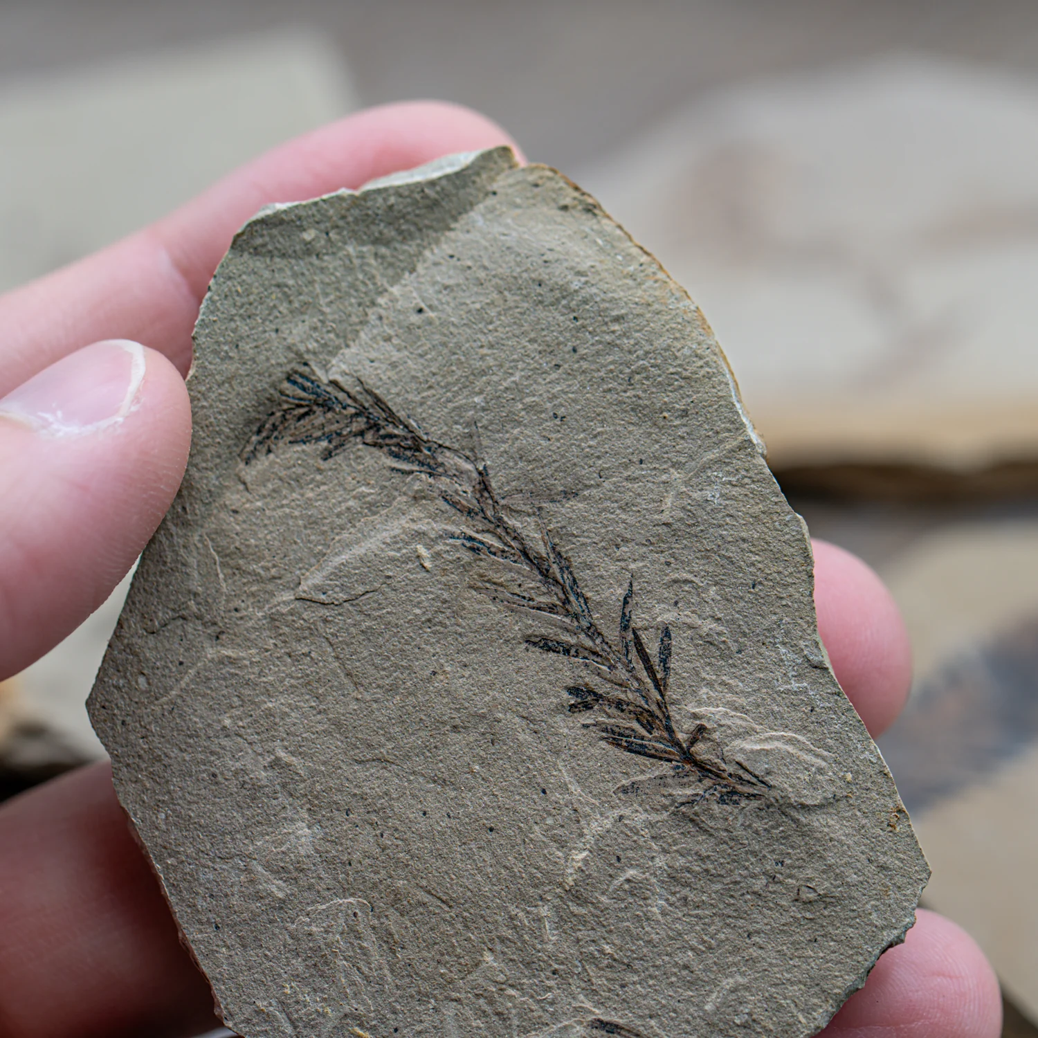 Metasequoia Frond - Image 8