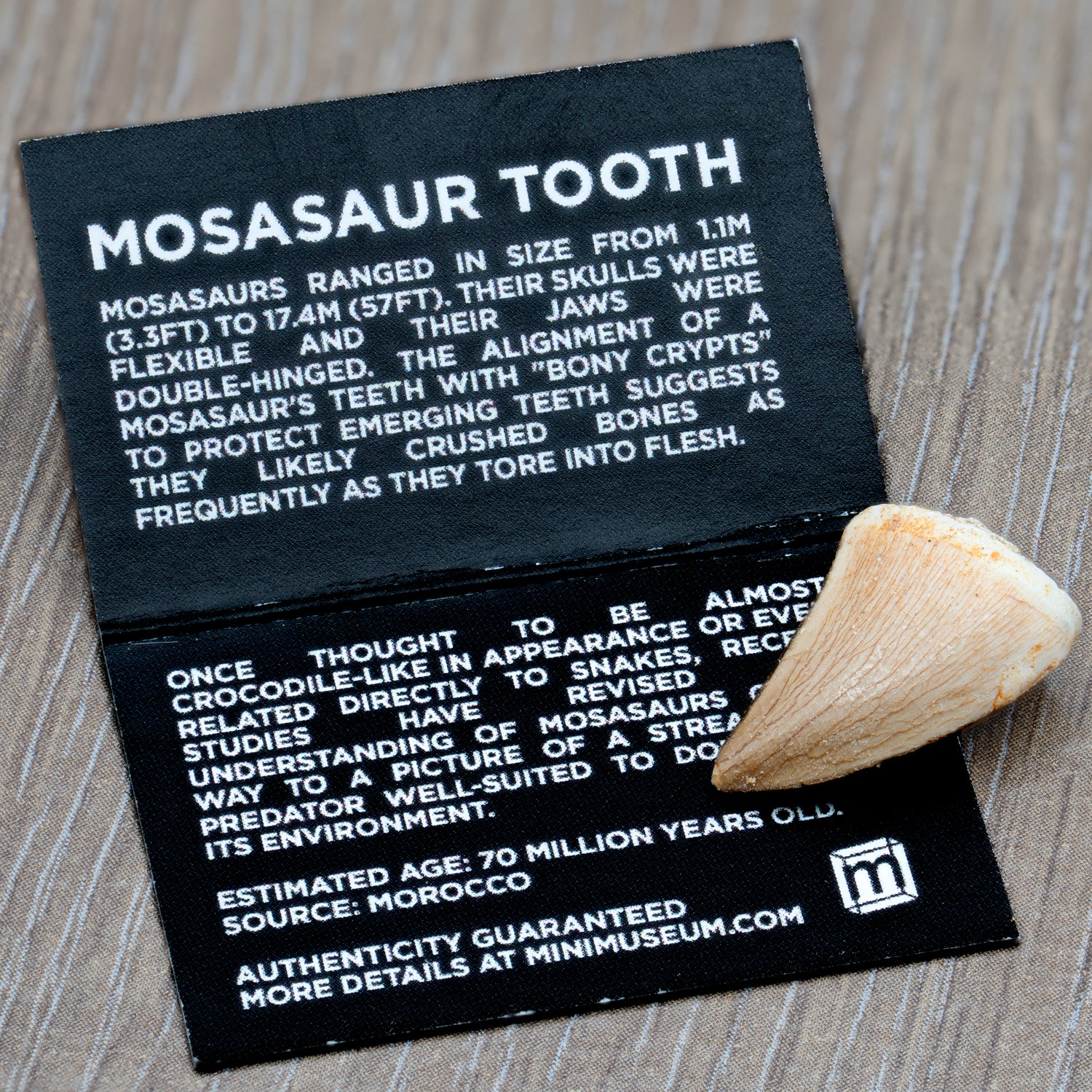 Mighty Mosasaur Pocket Fossil - Image 3