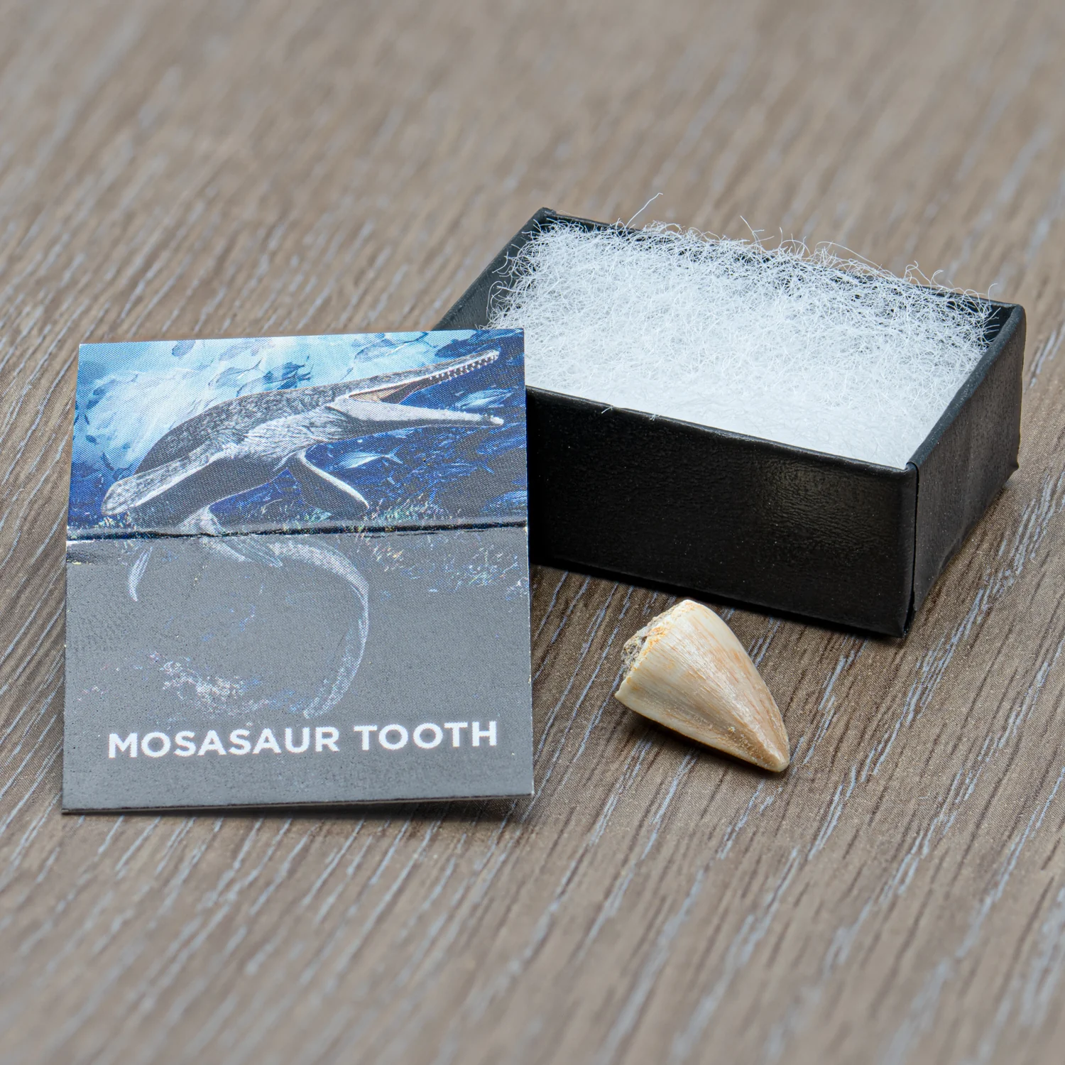 Mighty Mosasaur Pocket Fossil - Image 4