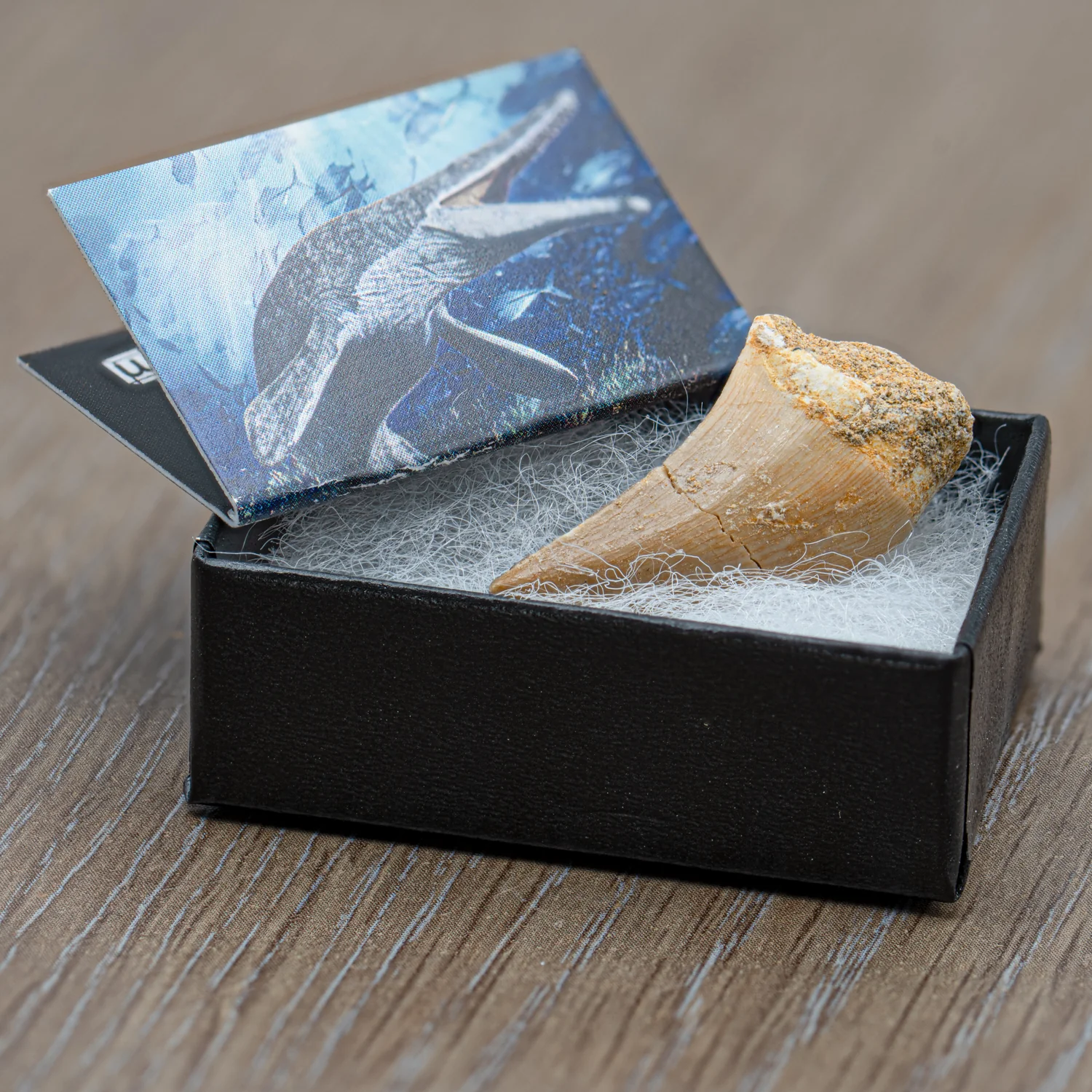 Mighty Mosasaur Pocket Fossil - Image 5