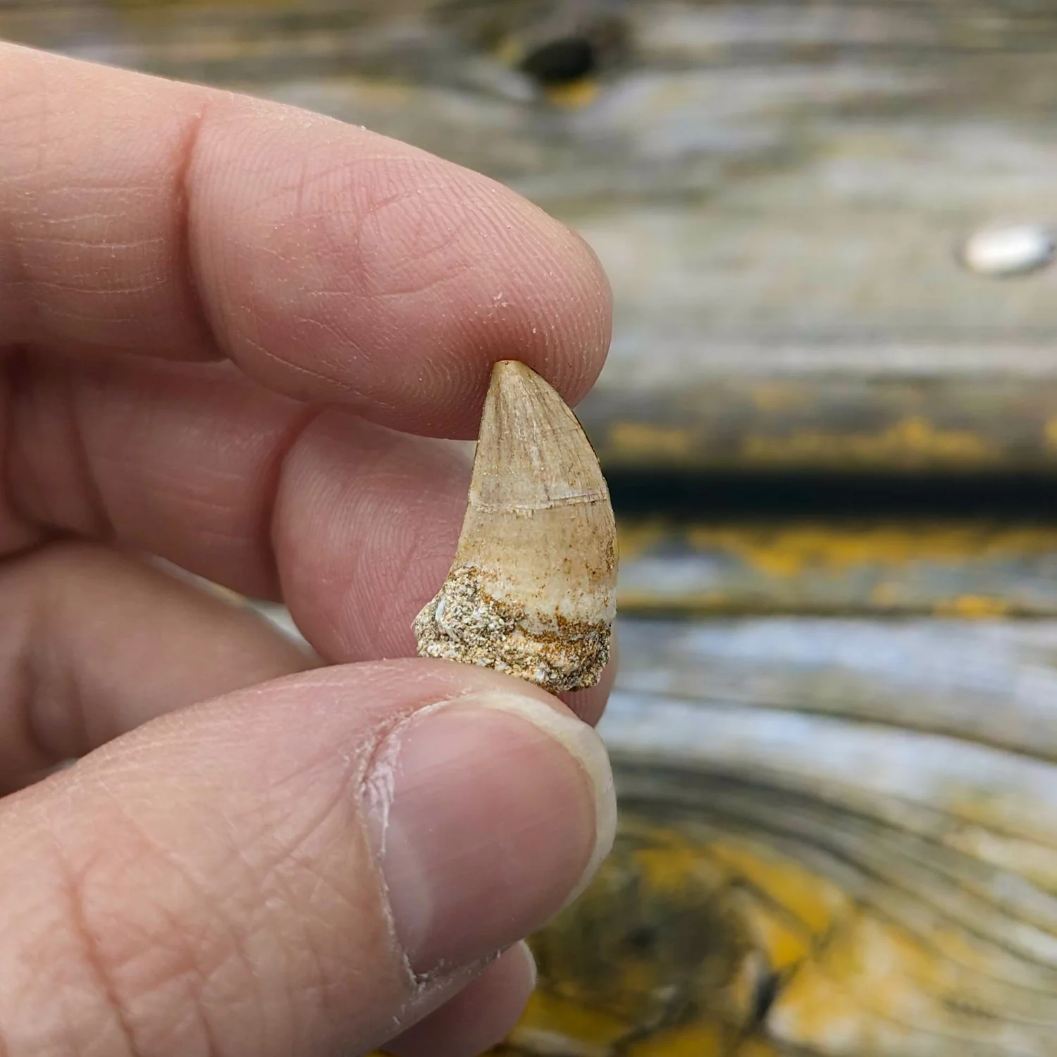 Mighty Mosasaur Pocket Fossil - Image 6