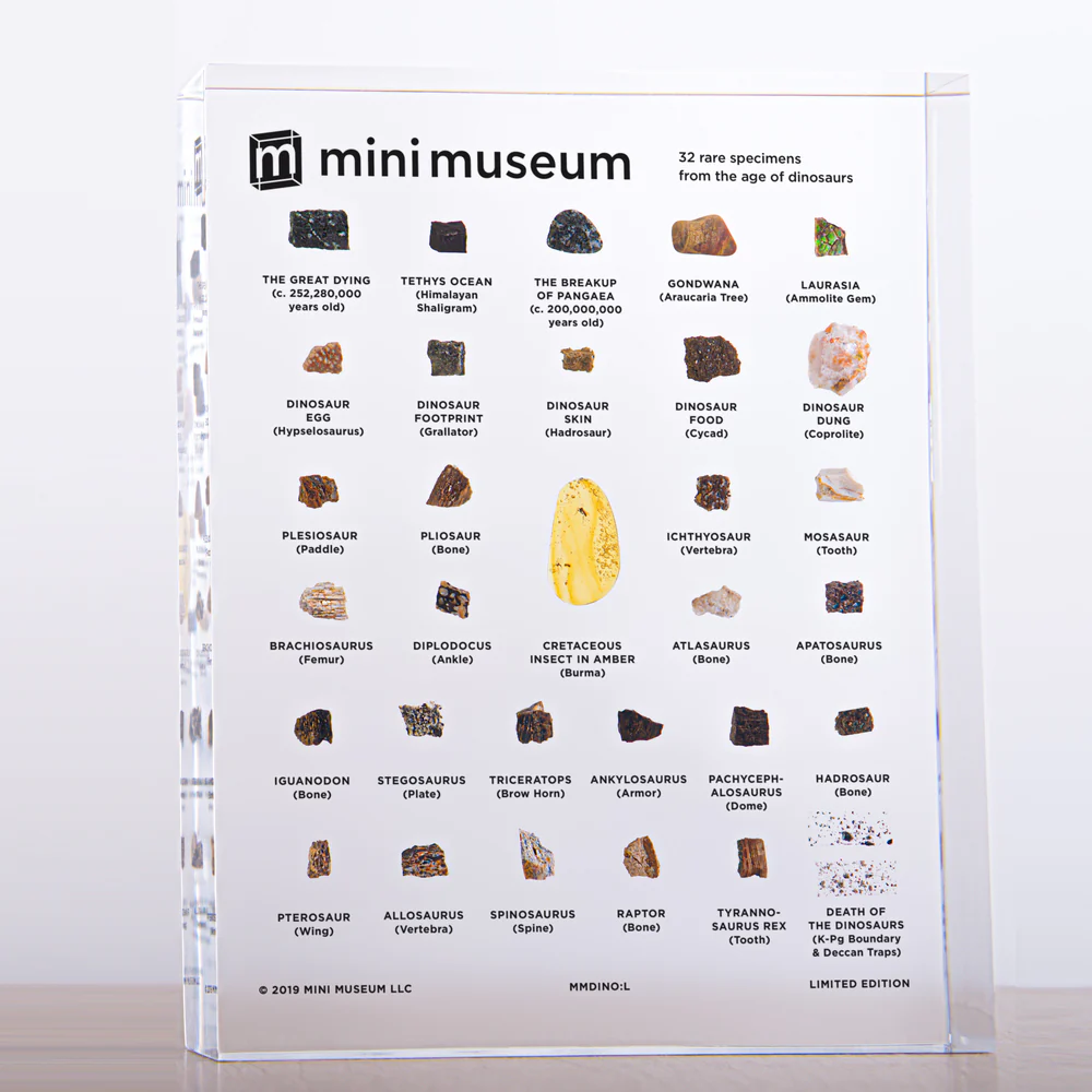 Mini Museum - Age of Dinosaurs (LARGE - 32 Specimens) - Image 3