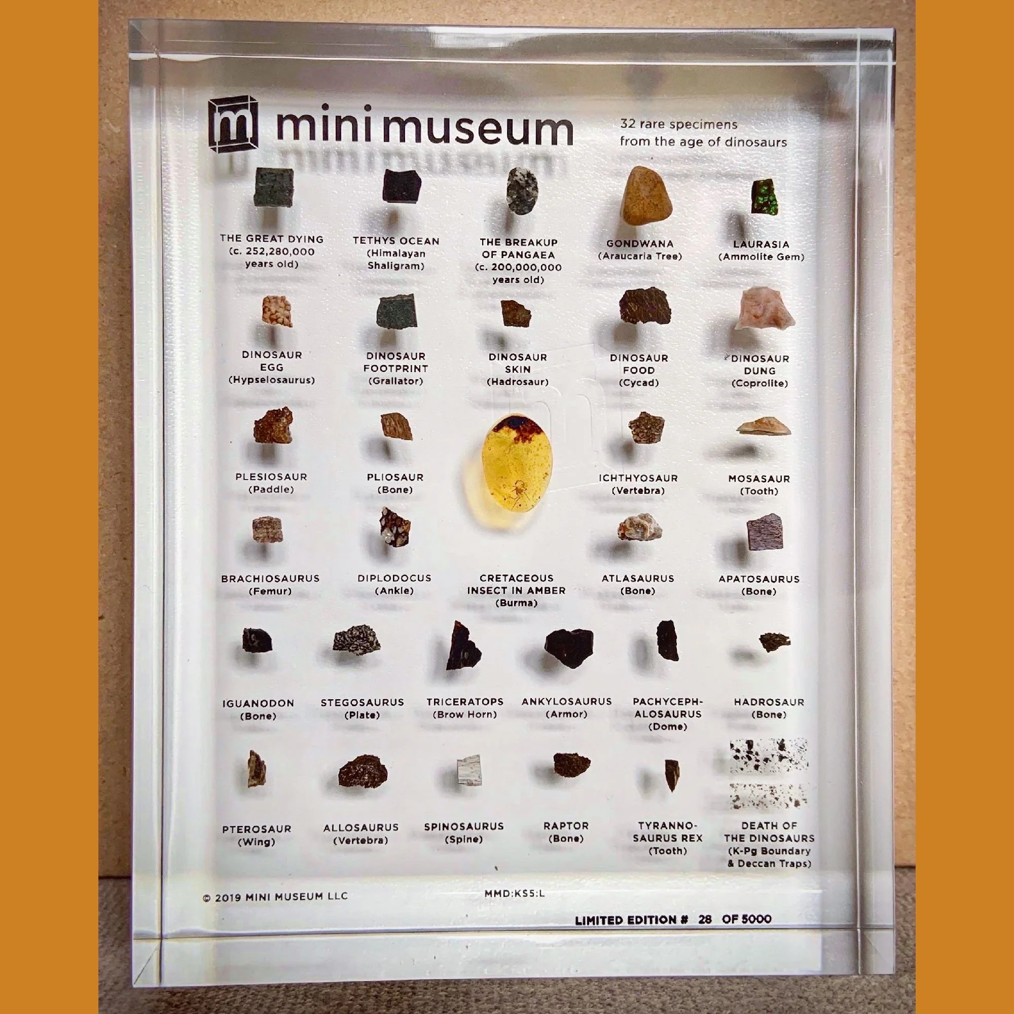 Mini Museum - Age of Dinosaurs (LARGE - 32 Specimens) - Image 4