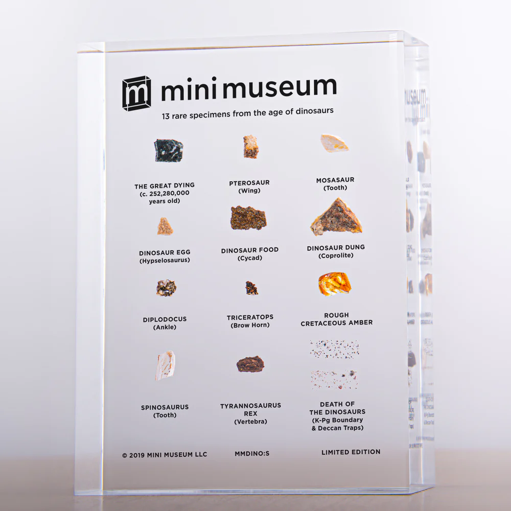 Mini Museum - Age of Dinosaurs (SMALL - 13 Specimens) - Image 3
