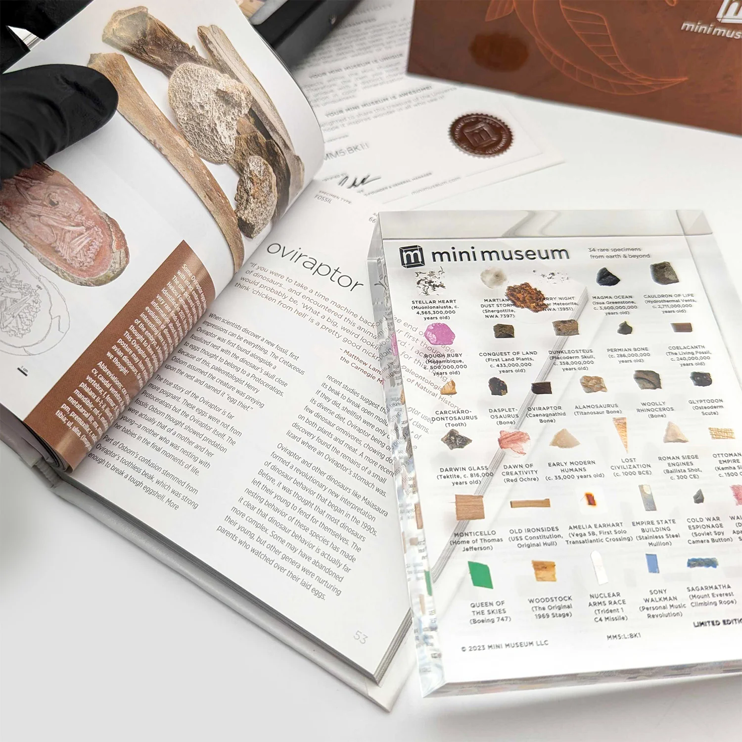 Mini Museum - Fifth Edition (LARGE - 34 Specimens) - Image 4