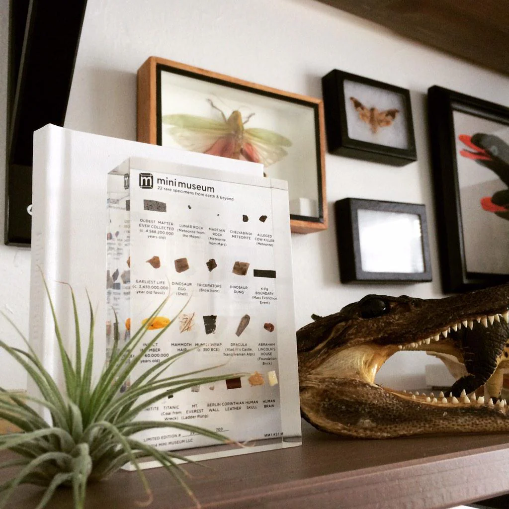 Mini Museum - First Edition (MEDIUM - 22 Specimens) - Image 2