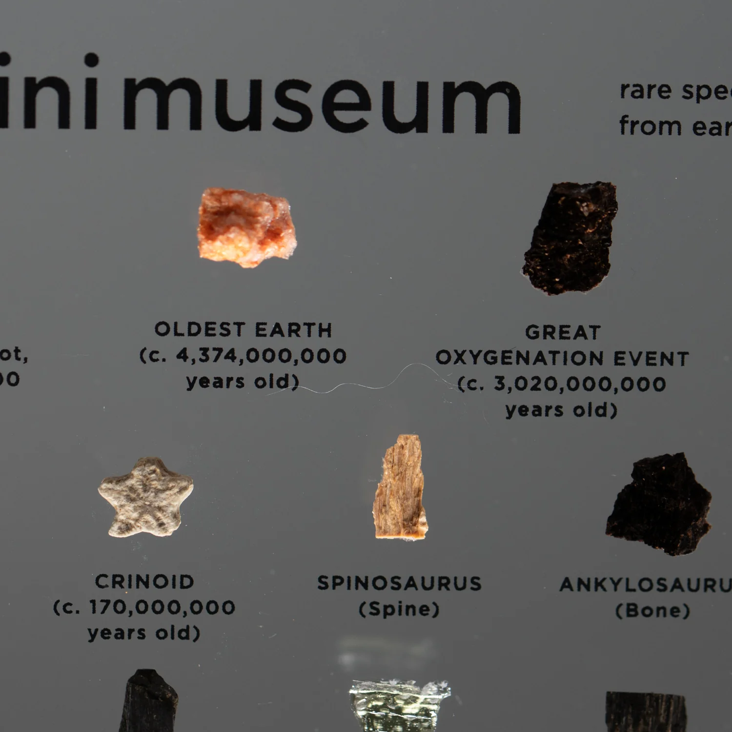 Mini Museum Out of the Vault - Third Edition ID #4160 (LARGE - 29 Specimens) - Image 10