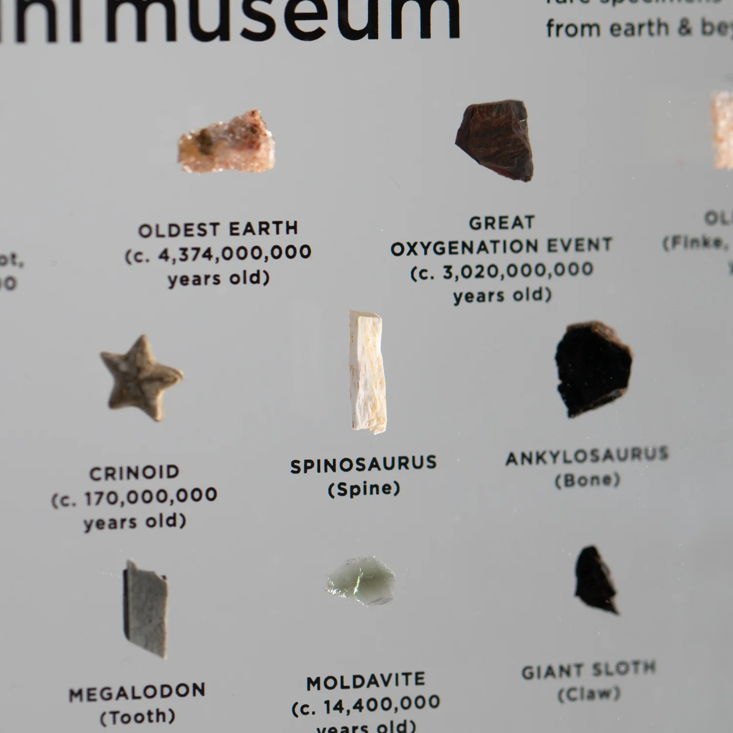 Mini Museum Out of the Vault - Third Edition ID #769 (LARGE - 29 Specimens) - Image 10