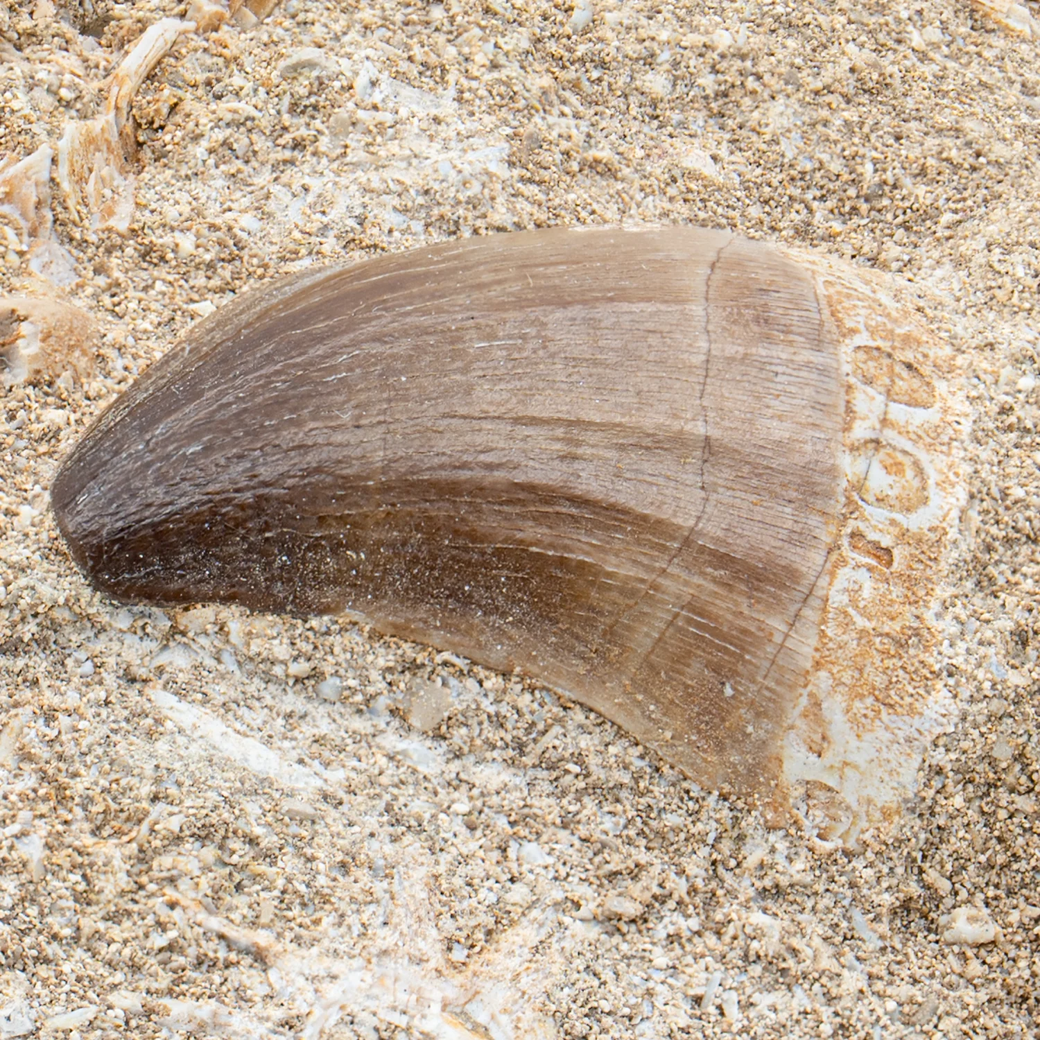 Mosasaur Tooth - SOLD 1.191" in Matrix - Image 2