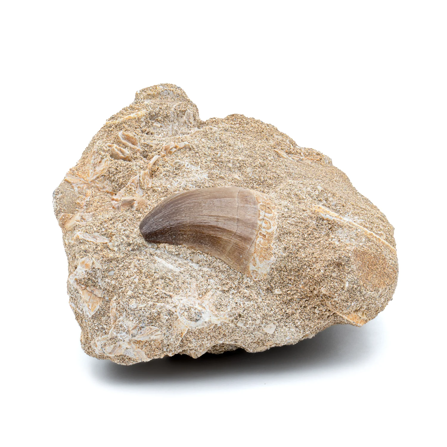 Mosasaur Tooth - SOLD 1.191" in Matrix - Image 3