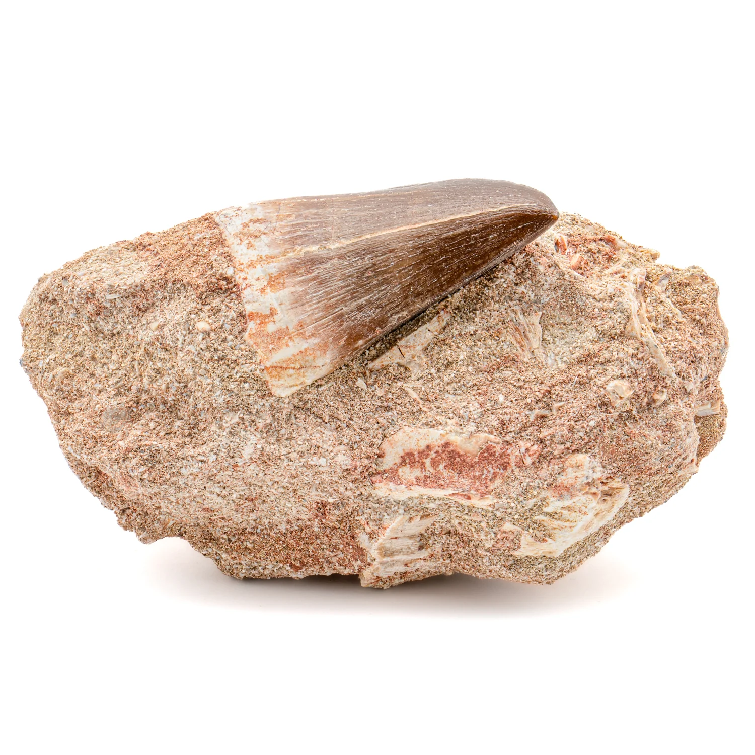 Mosasaur Tooth - SOLD 1.498" in Matrix - Image 2