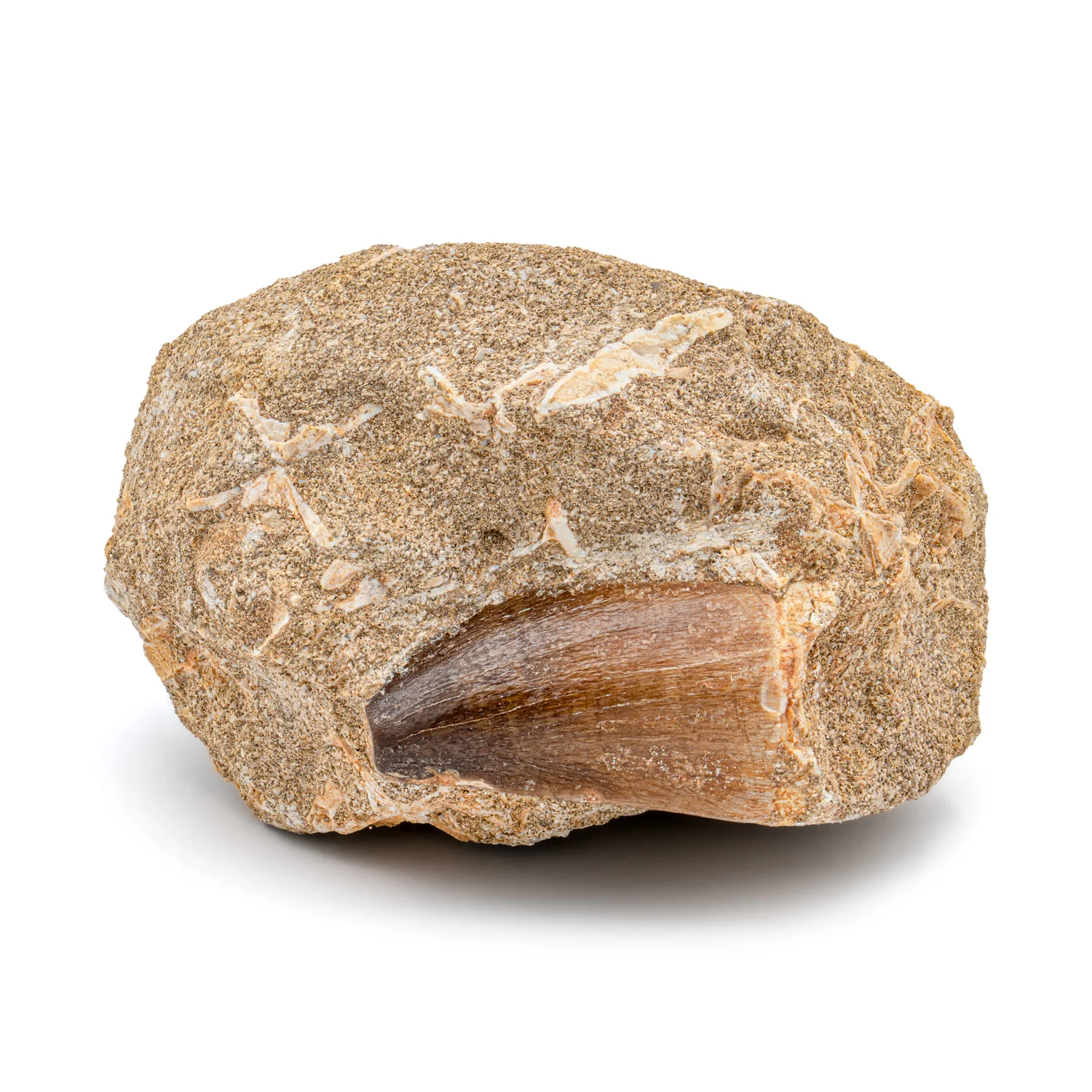 Mosasaur Tooth - SOLD 1.61" in Matrix - Image 3