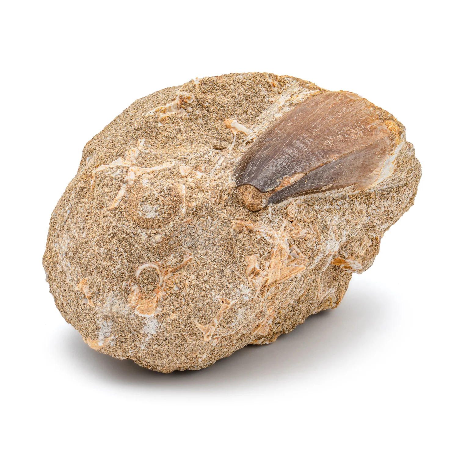 Mosasaur Tooth - SOLD 1.61" in Matrix - Image 4
