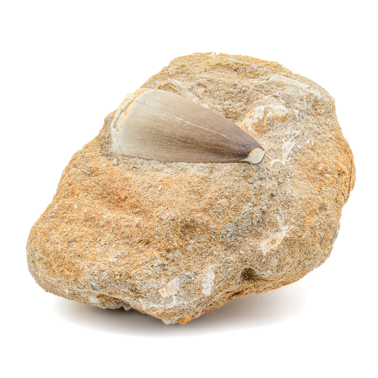 Mosasaur Tooth - SOLD 1.666" in Matrix - Image 2